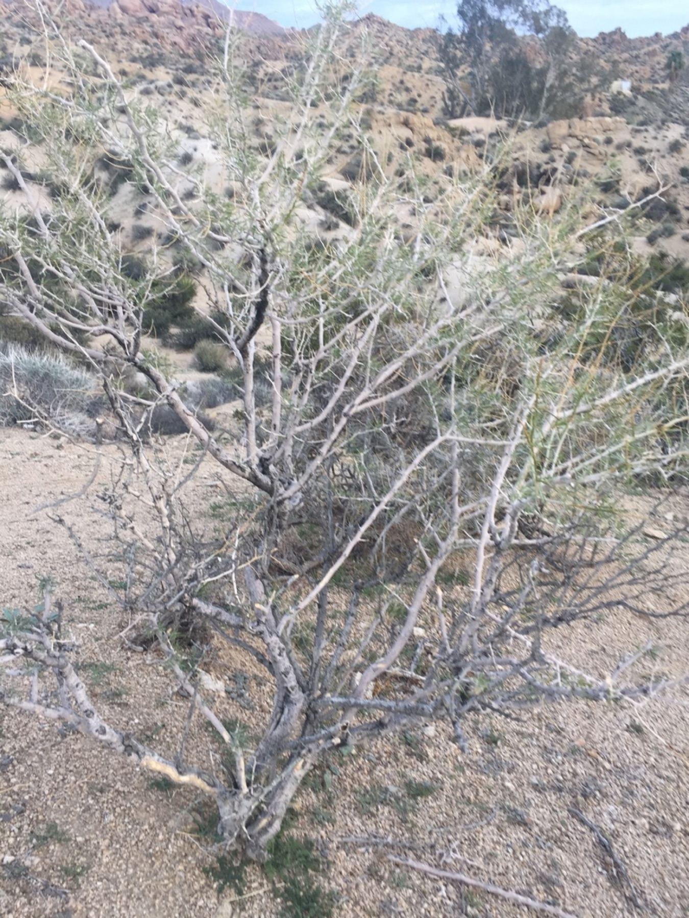 Indigo-bush — photo 18