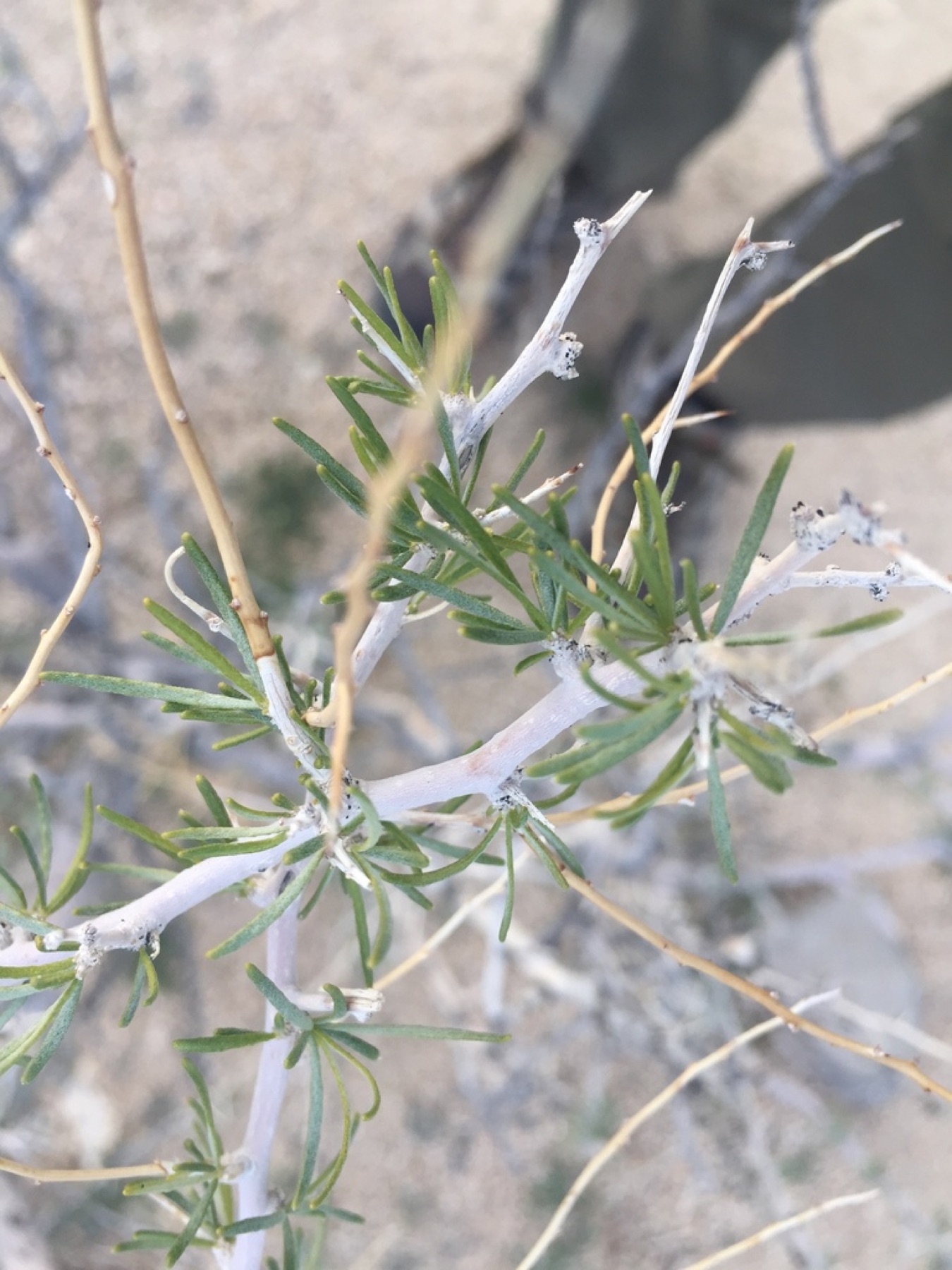 Indigo-bush — photo 19