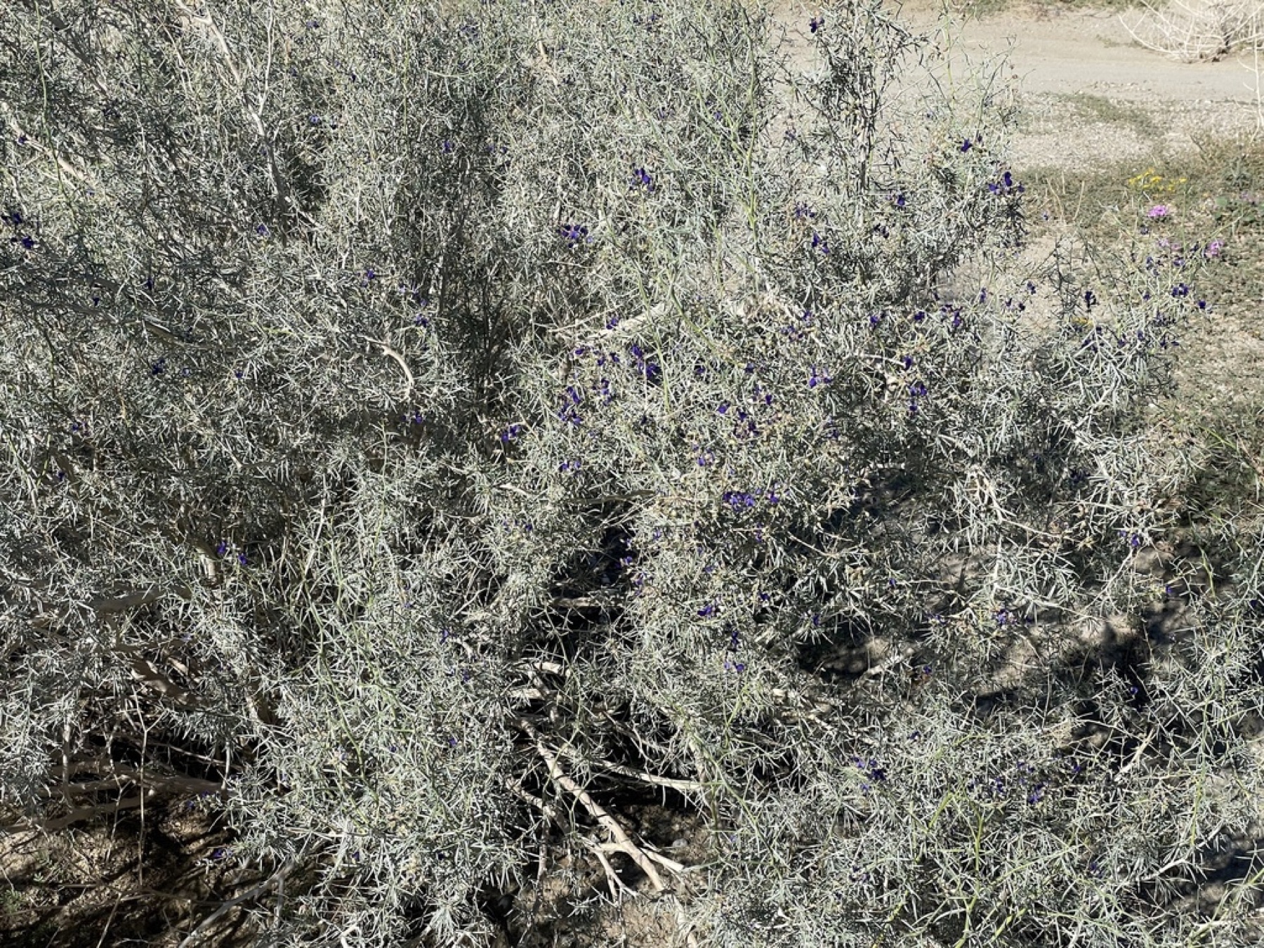 Indigo-bush — photo 20