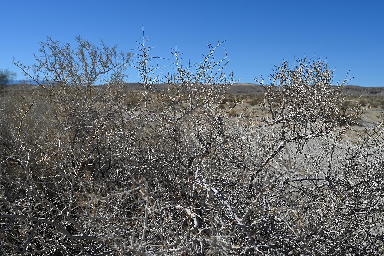 Indigo-bush — photo 24