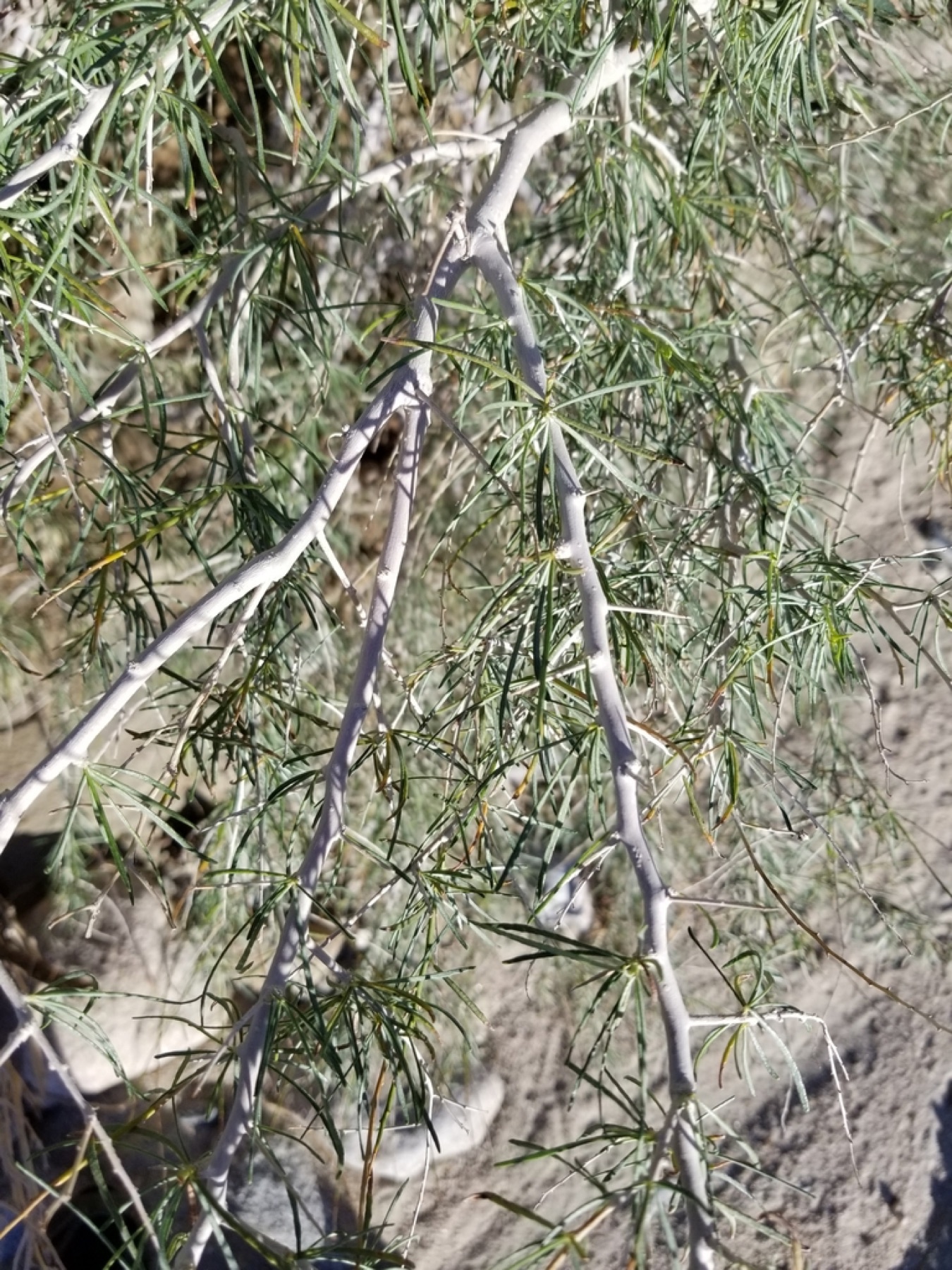 Indigo-bush
