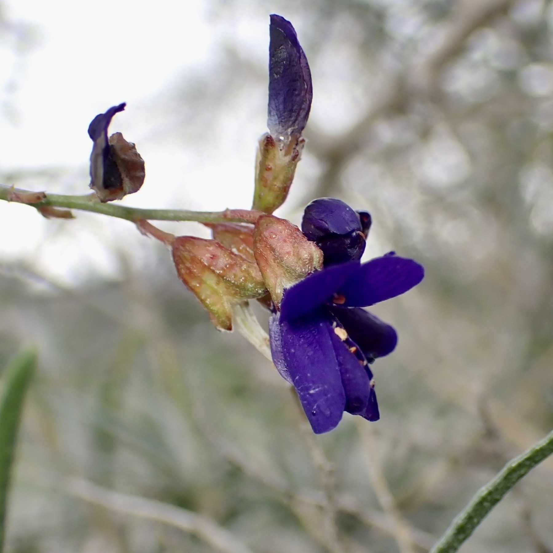 Indigo-bush — photo 3