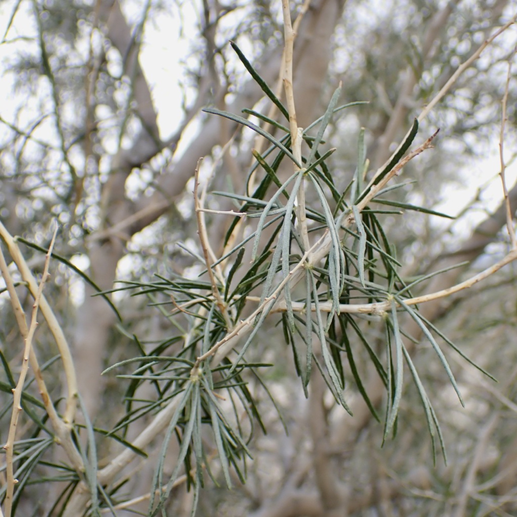 Indigo-bush — photo 4