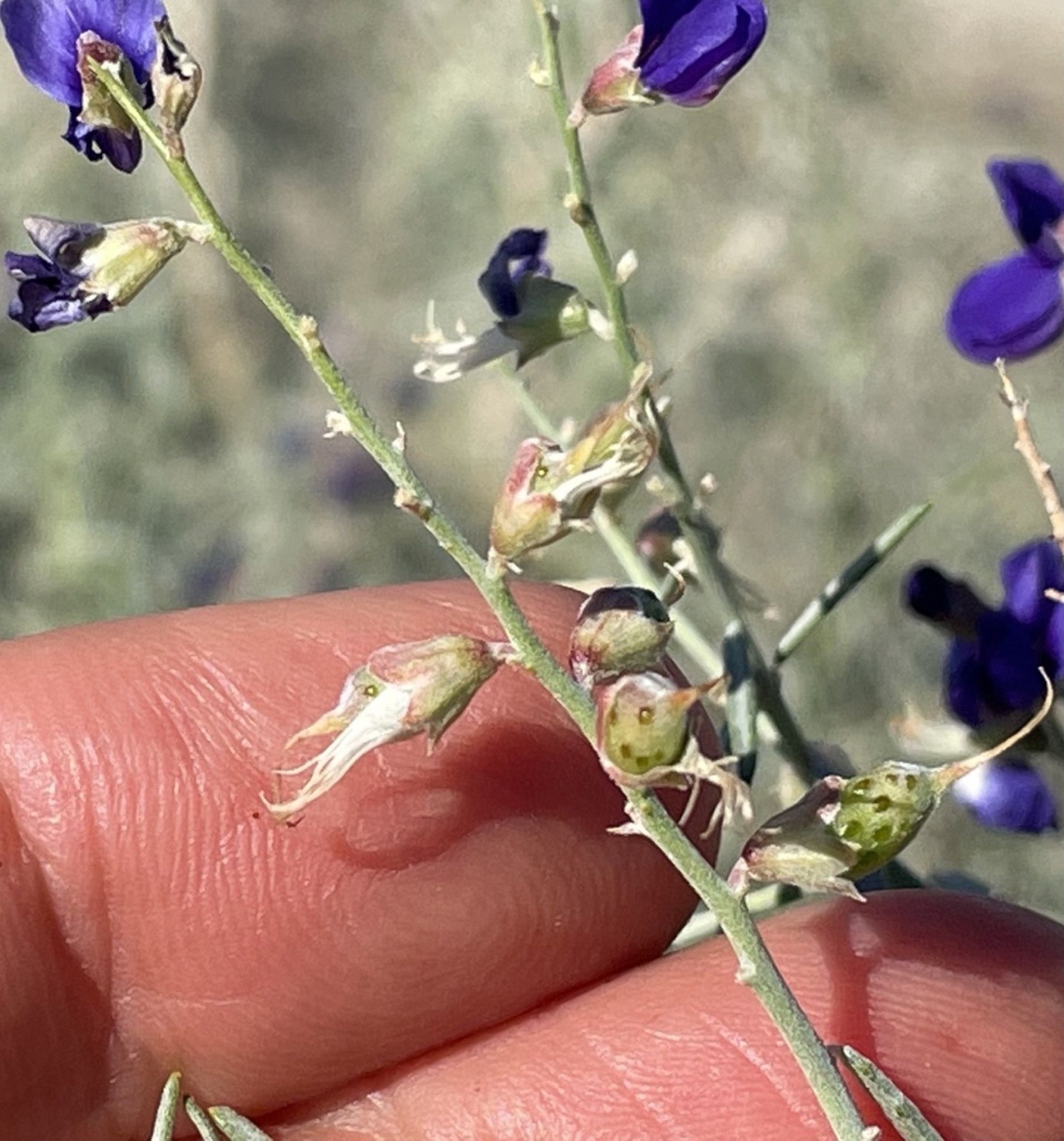 Indigo-bush — photo 5