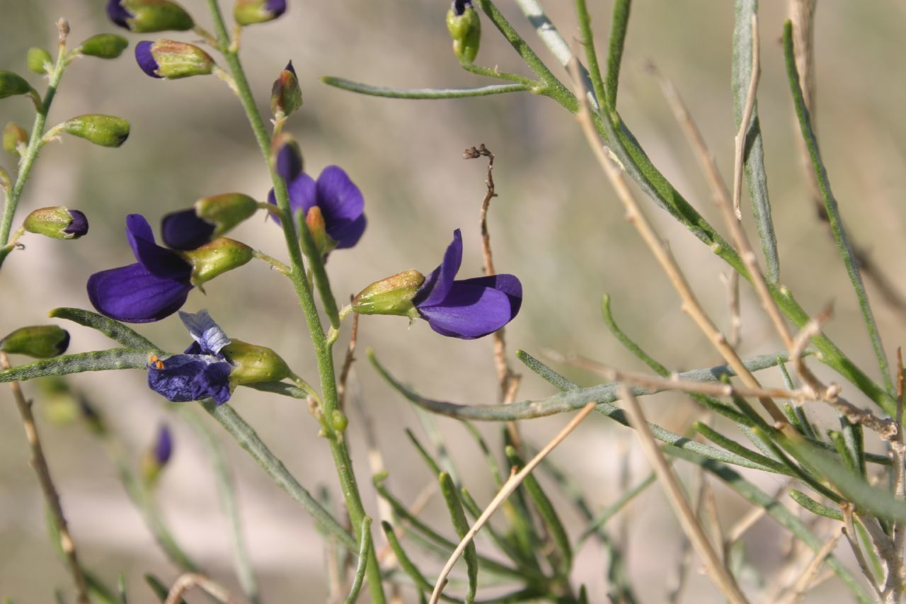 Indigo-bush — photo 22