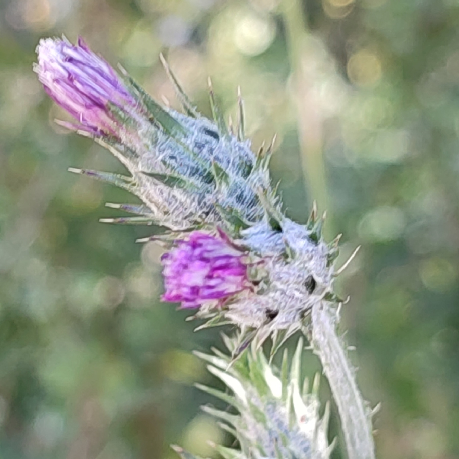 Italian Thistle — photo 6