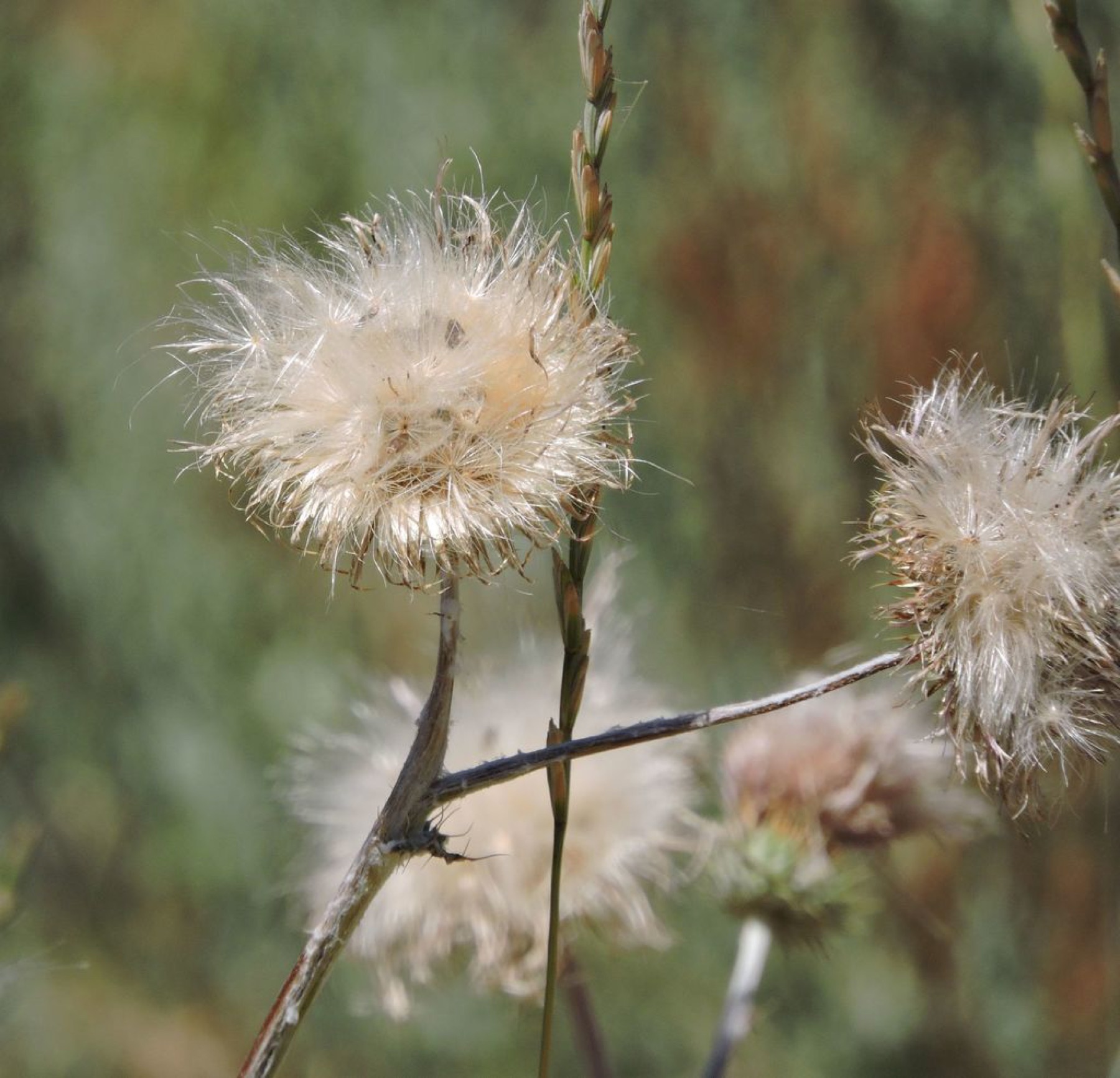 Italian Thistle — photo 7