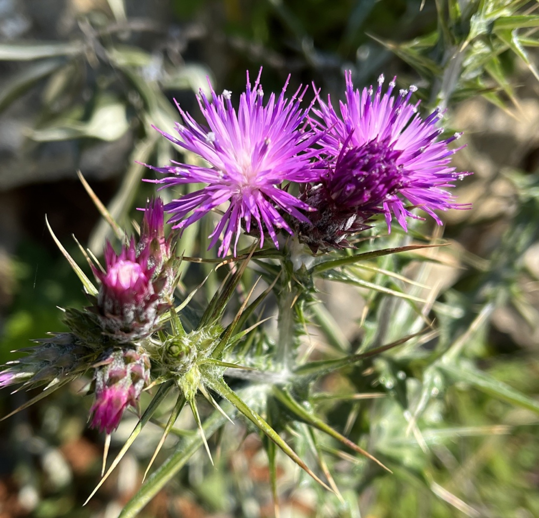 Italian Thistle — photo 8
