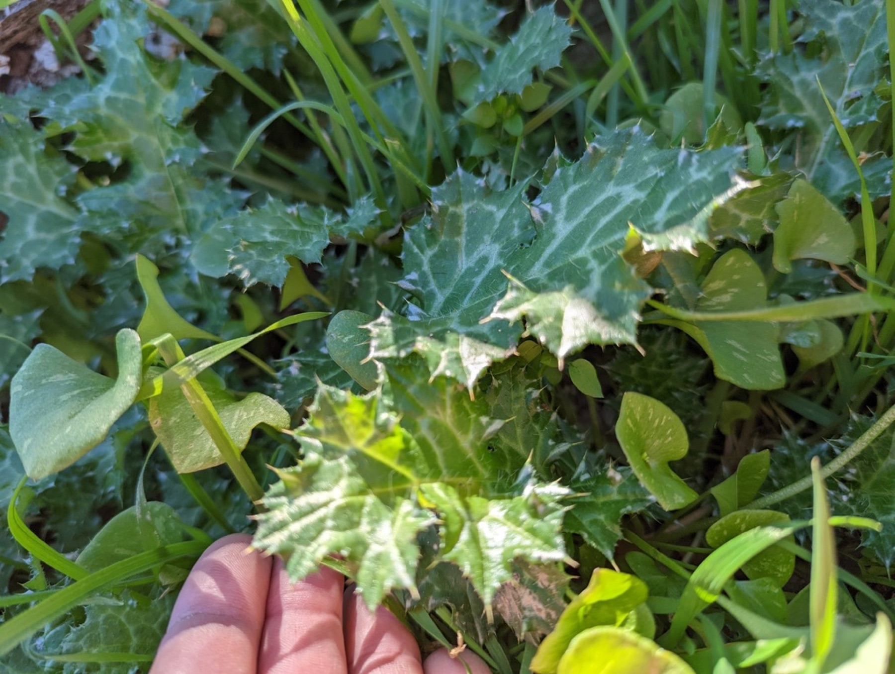 Italian Thistle — photo 9
