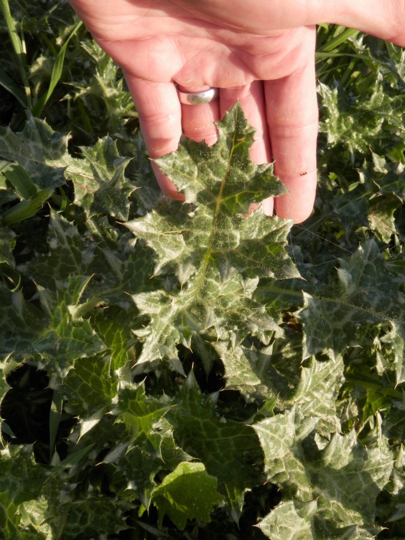 Italian Thistle — photo 10