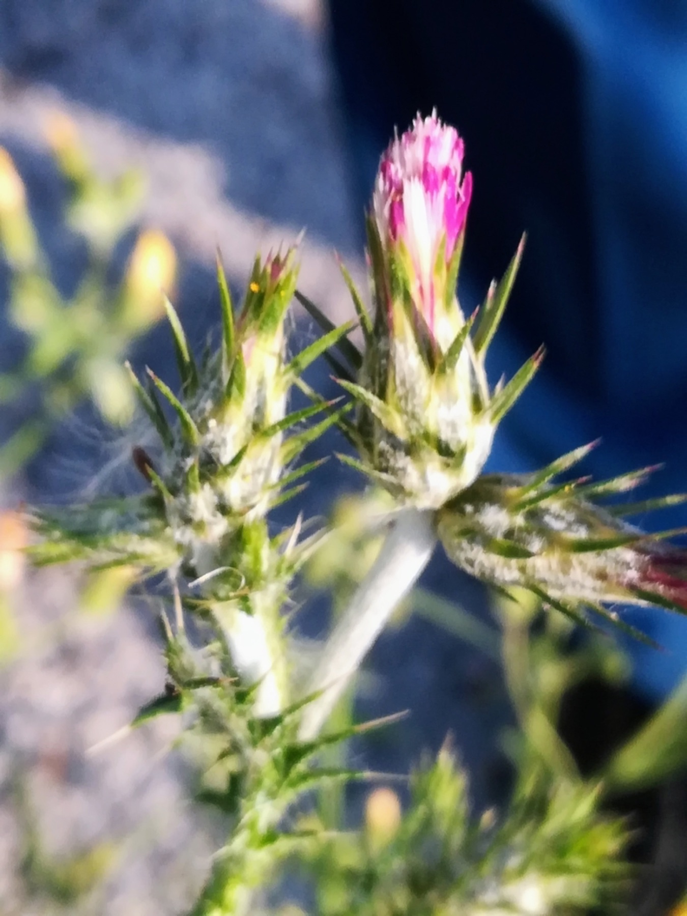 Italian Thistle — photo 11