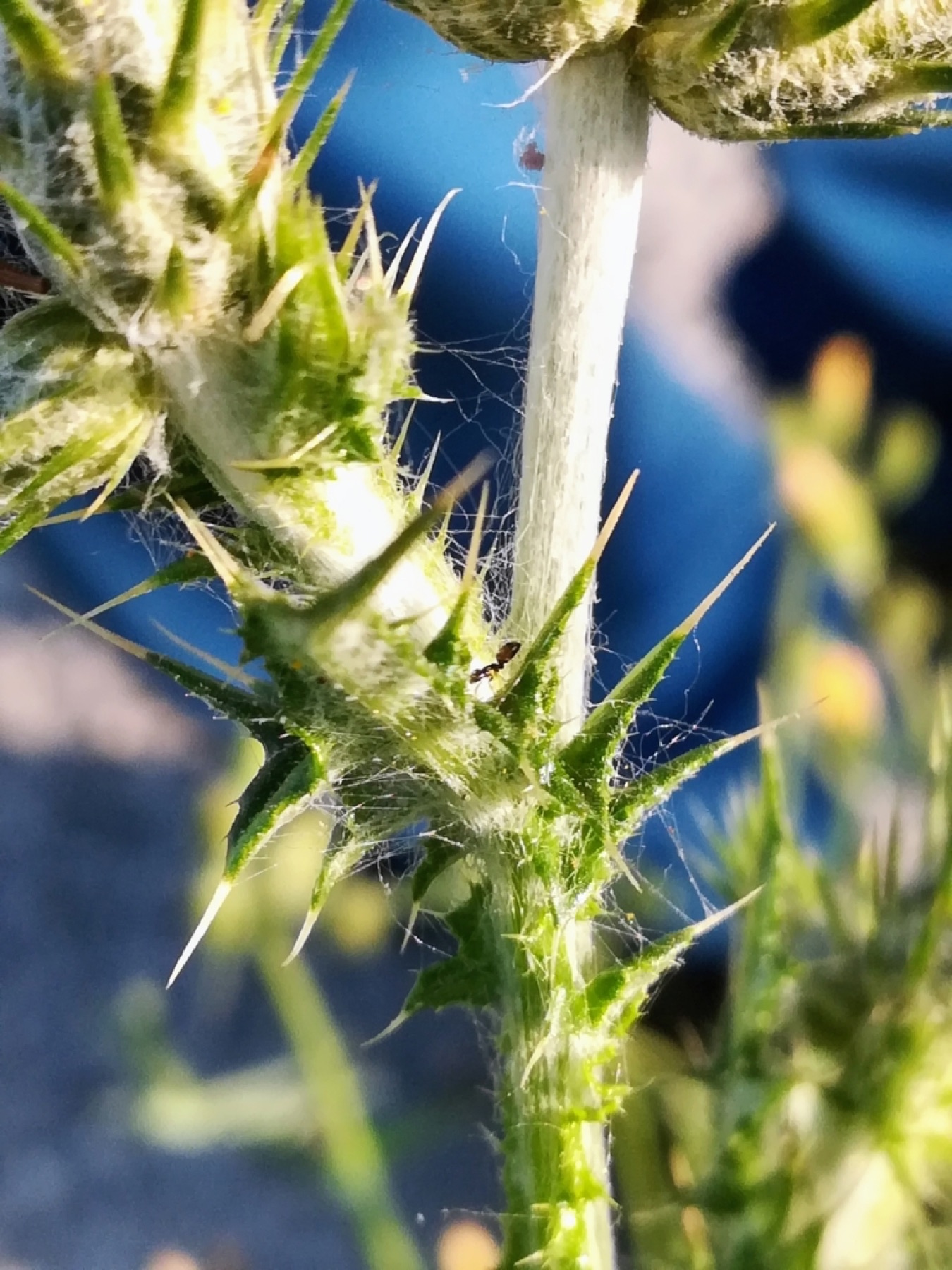 Italian Thistle — photo 12