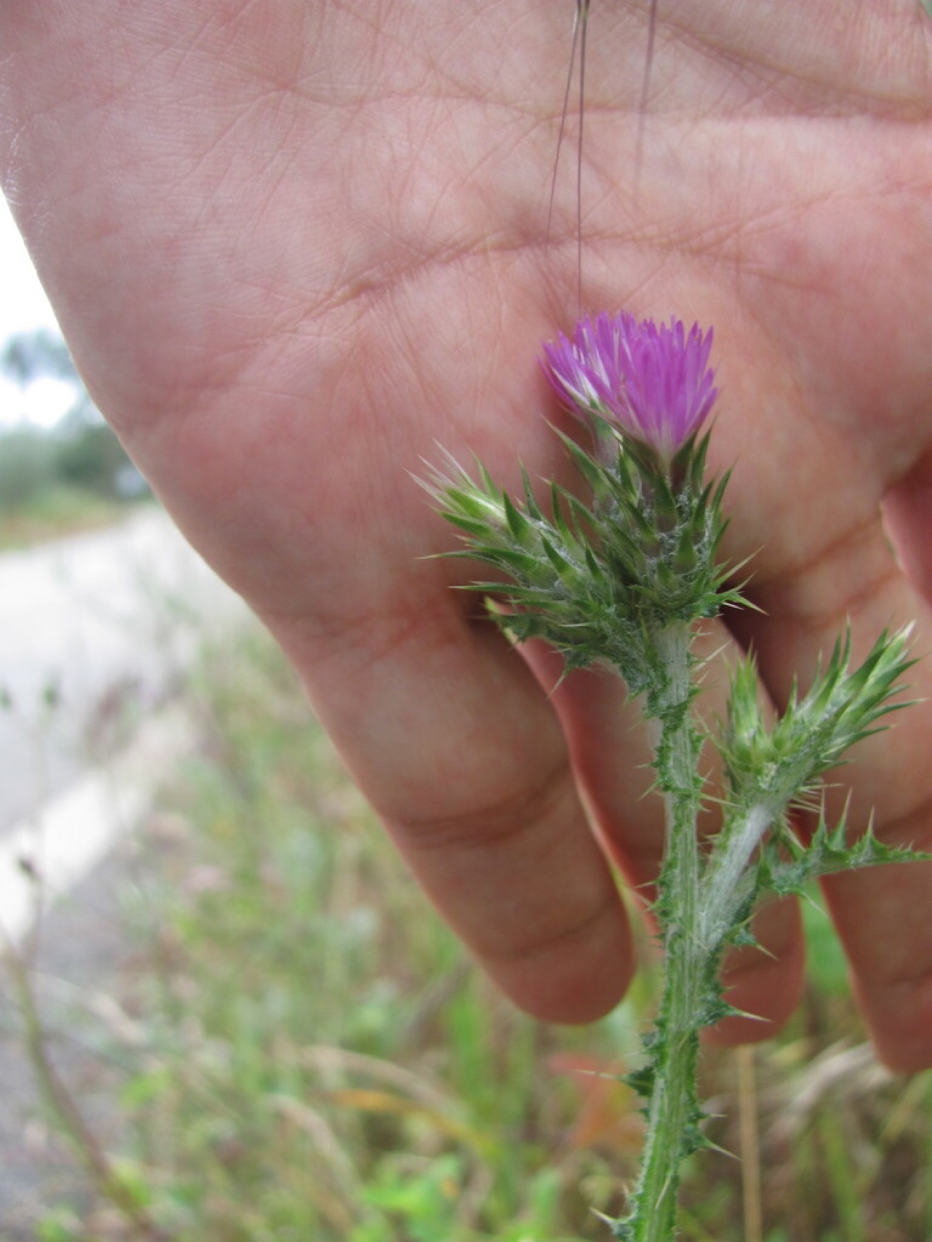 Italian Thistle — photo 13