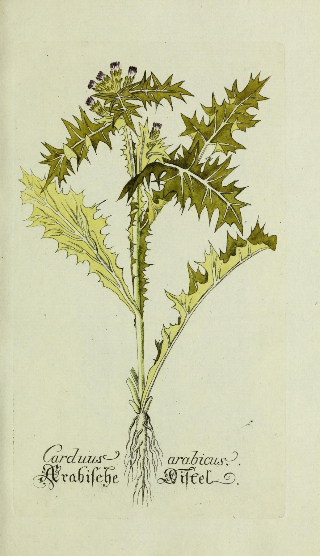 Italian Thistle — photo 14