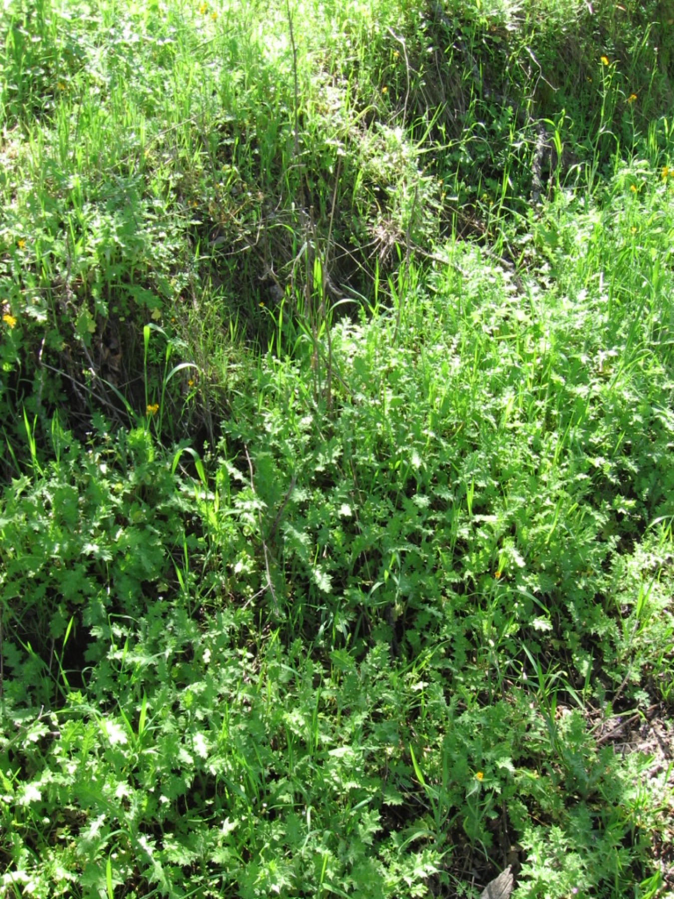 Italian Thistle — photo 15