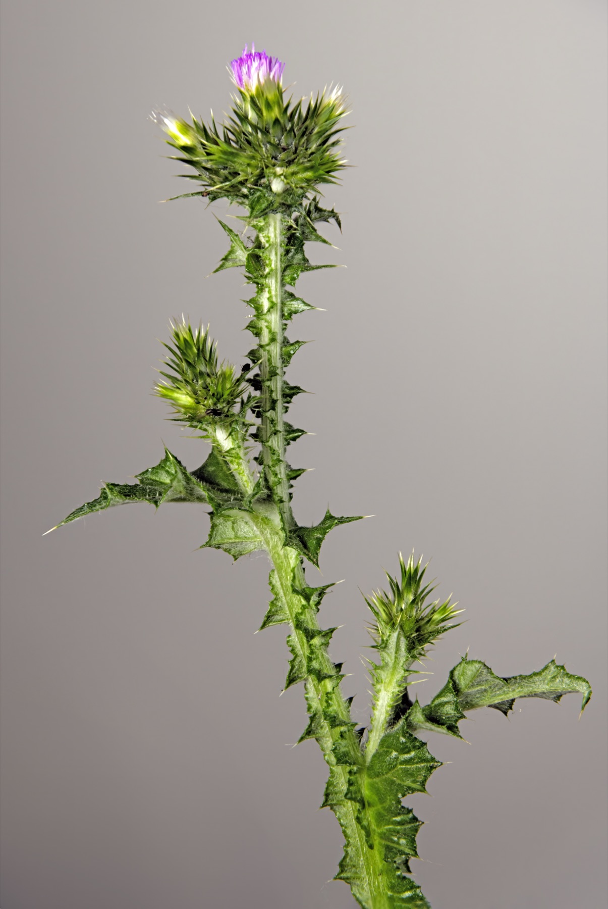Italian Thistle — photo 16