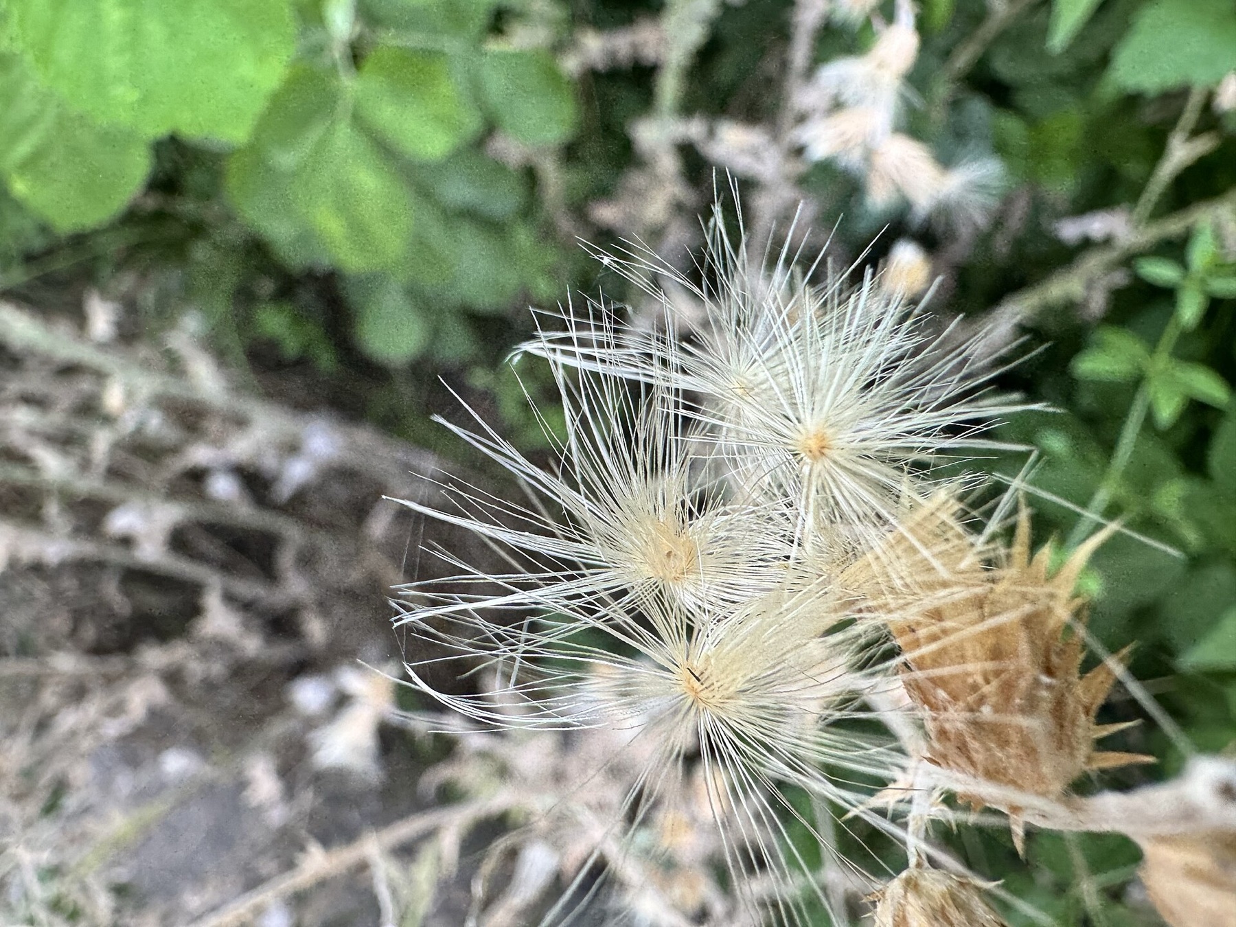 Italian Thistle — photo 17