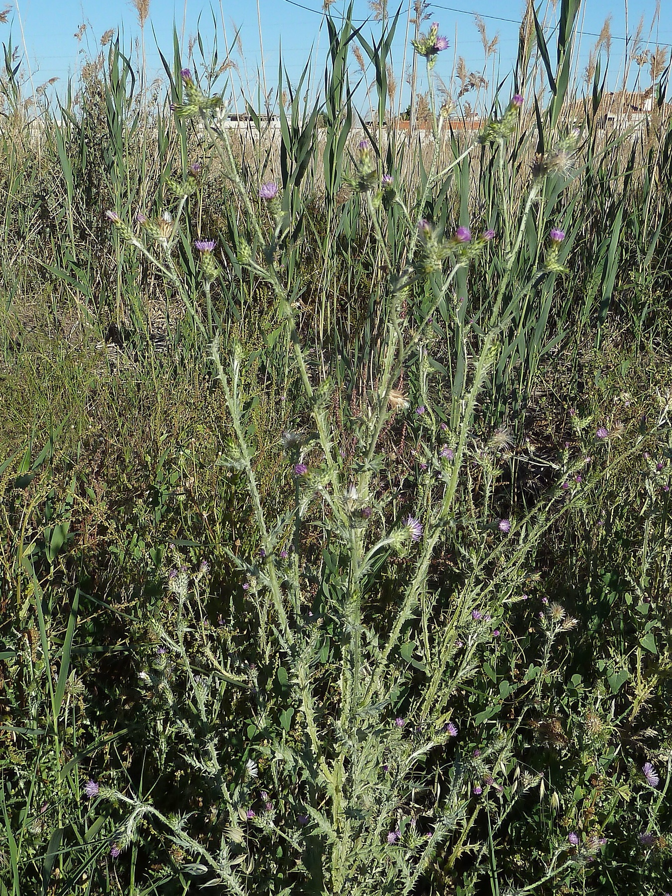 Italian Thistle — photo 18