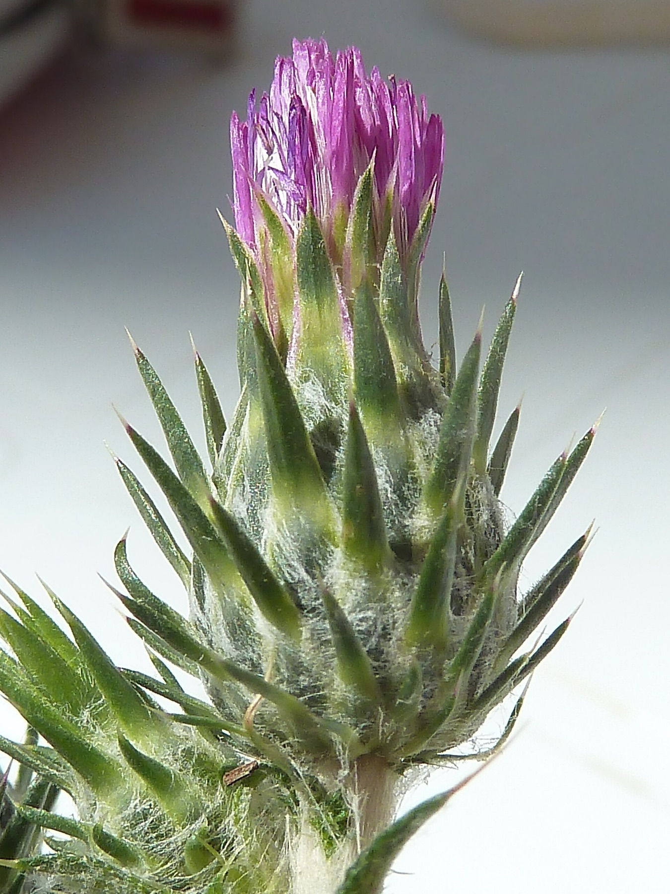 Italian Thistle — photo 19