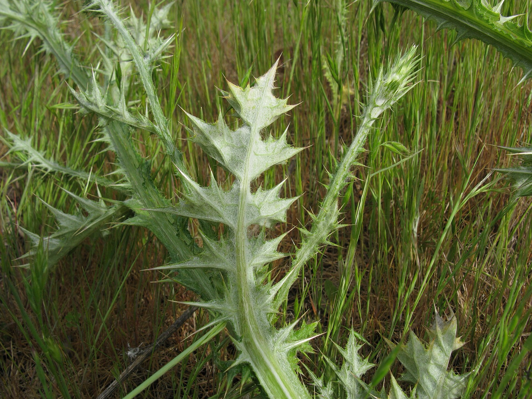 Italian Thistle — photo 20