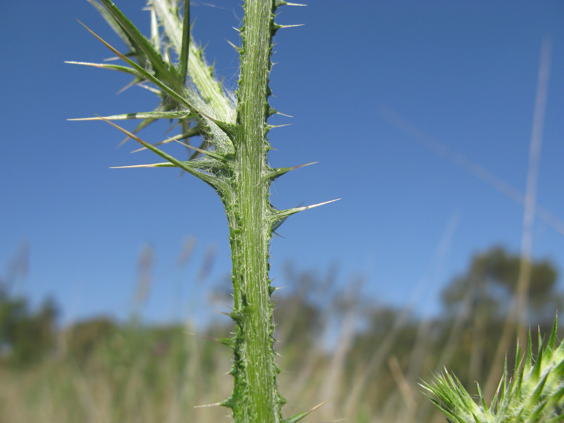 Italian Thistle — photo 21