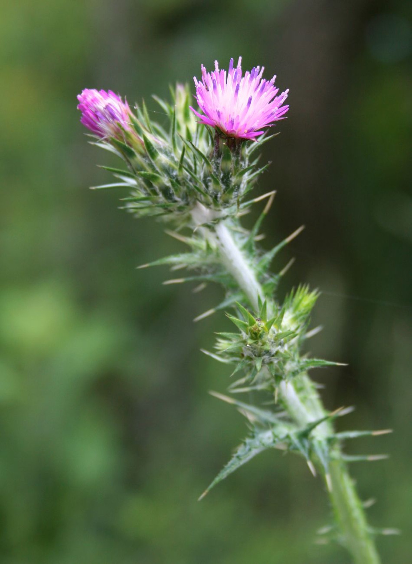 Italian Thistle — photo 22