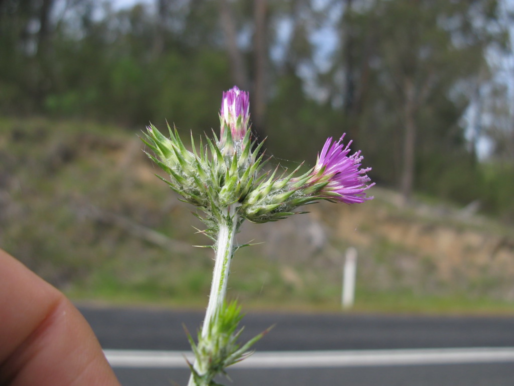 Italian Thistle — photo 23