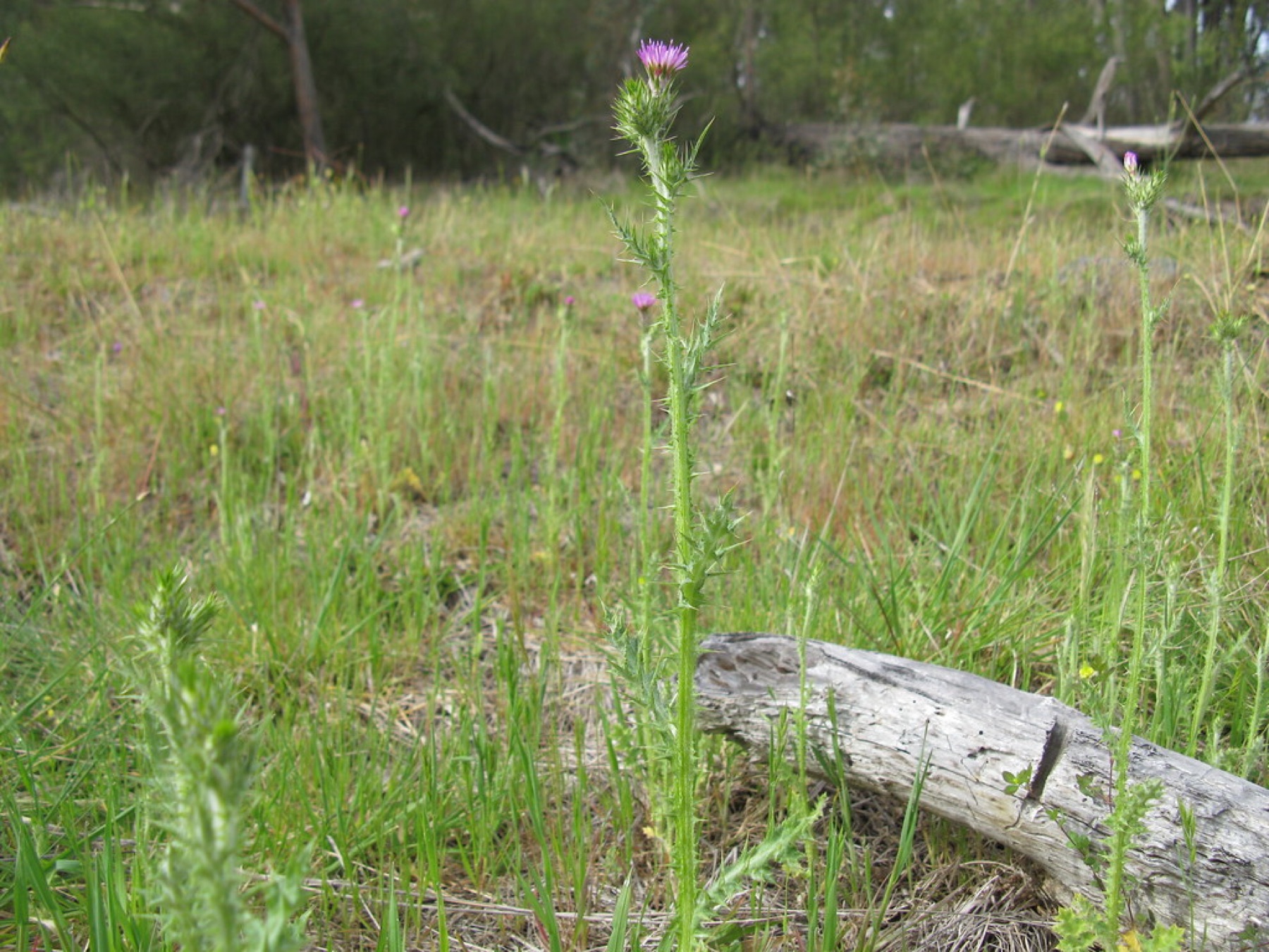 Italian Thistle — photo 24