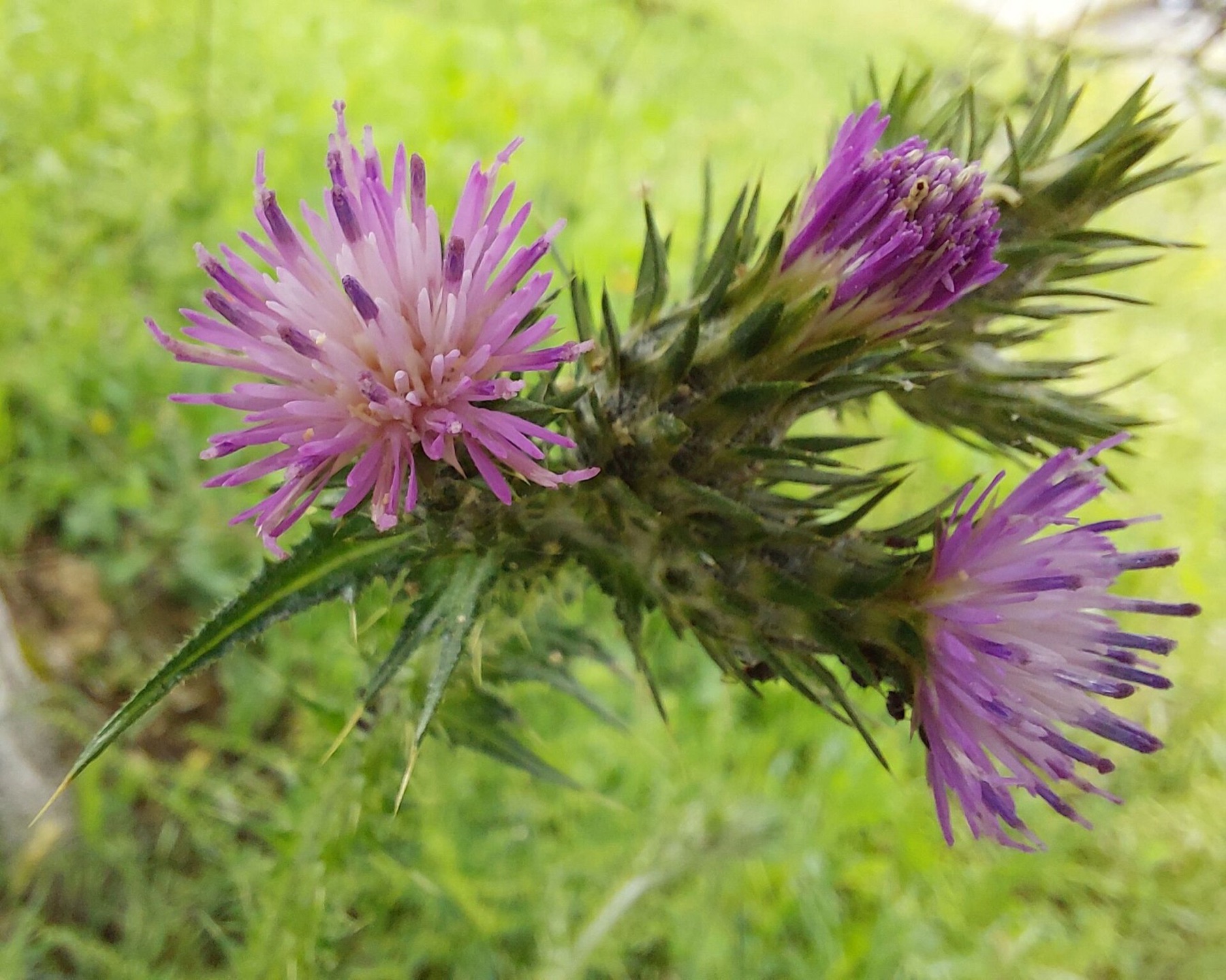 Italian Thistle