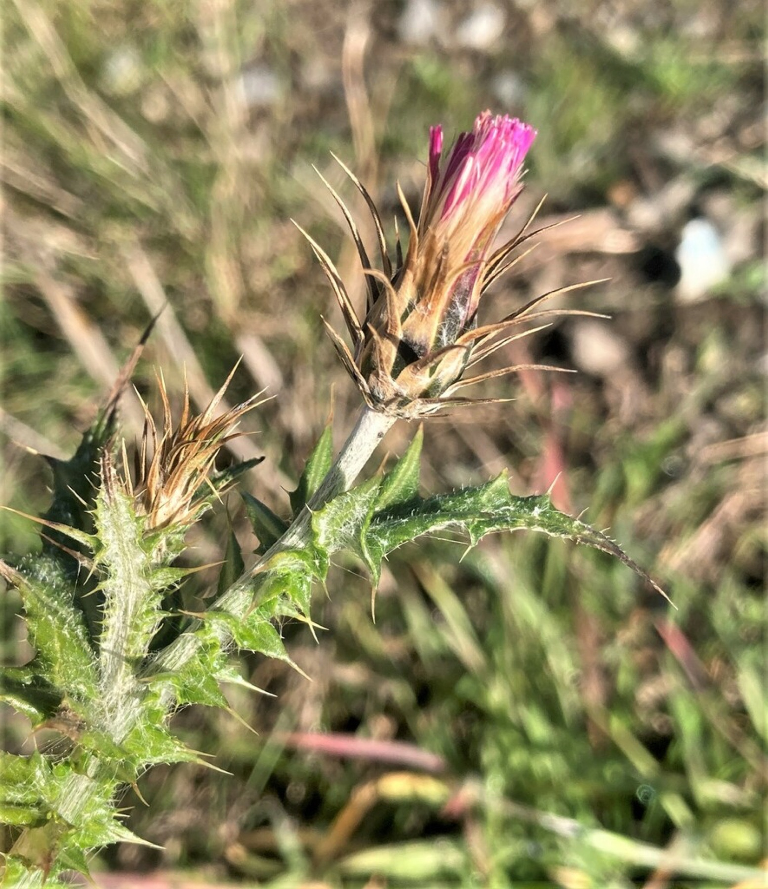 Italian Thistle — photo 2