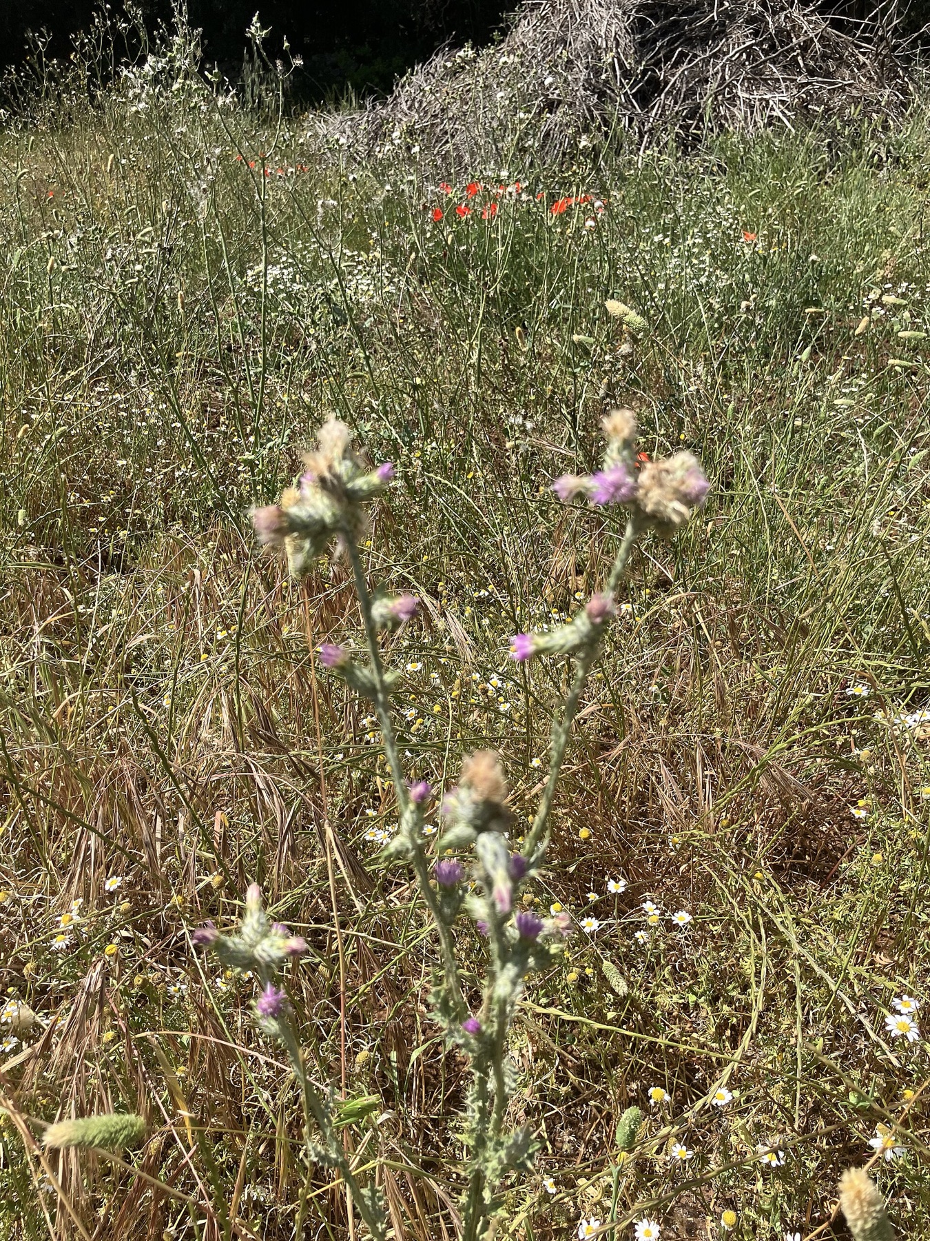 Italian Thistle — photo 3