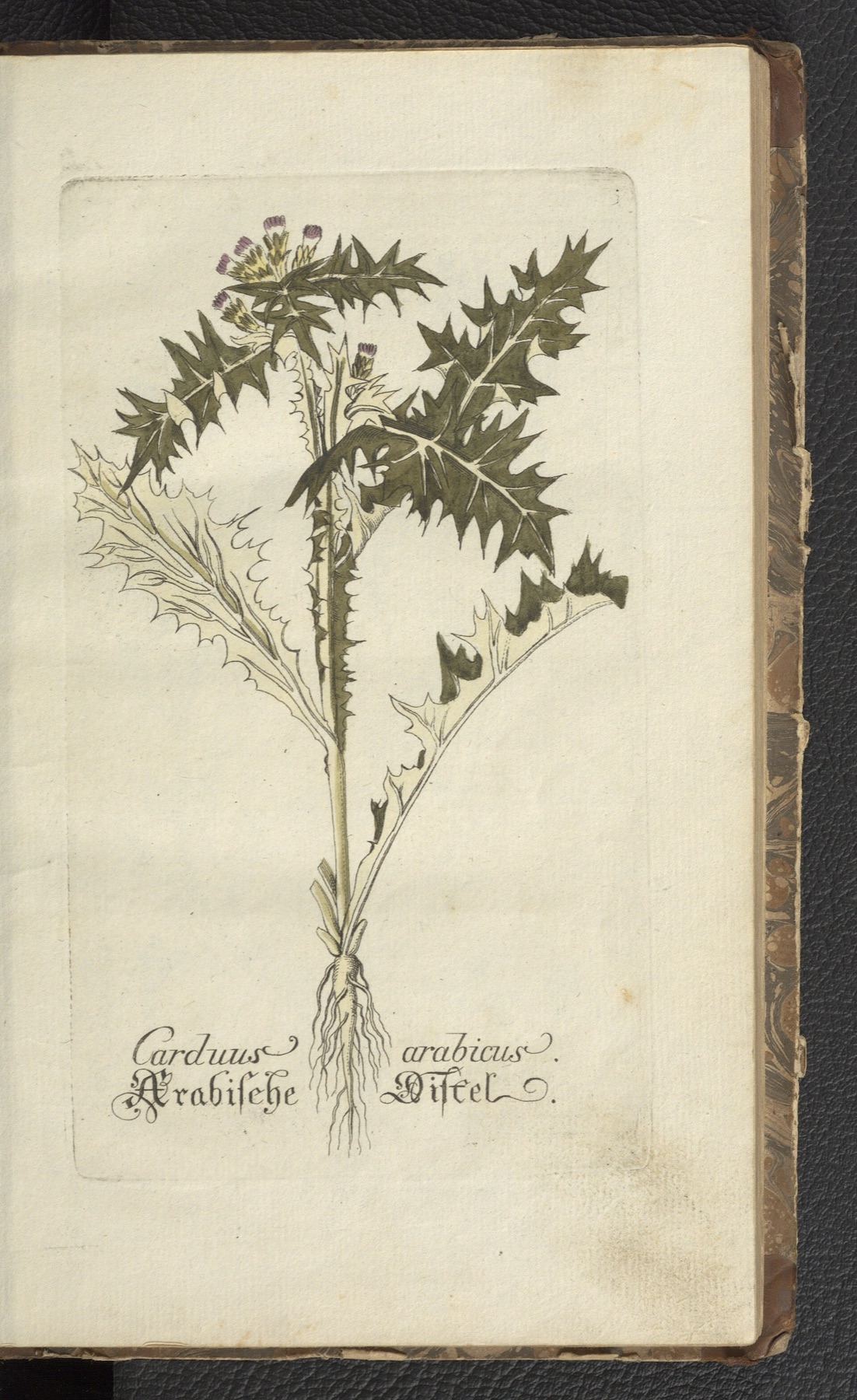 Italian Thistle — photo 4