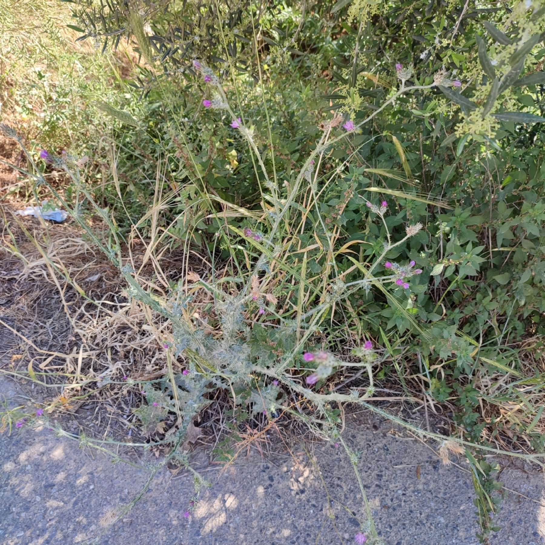 Italian Thistle — photo 5