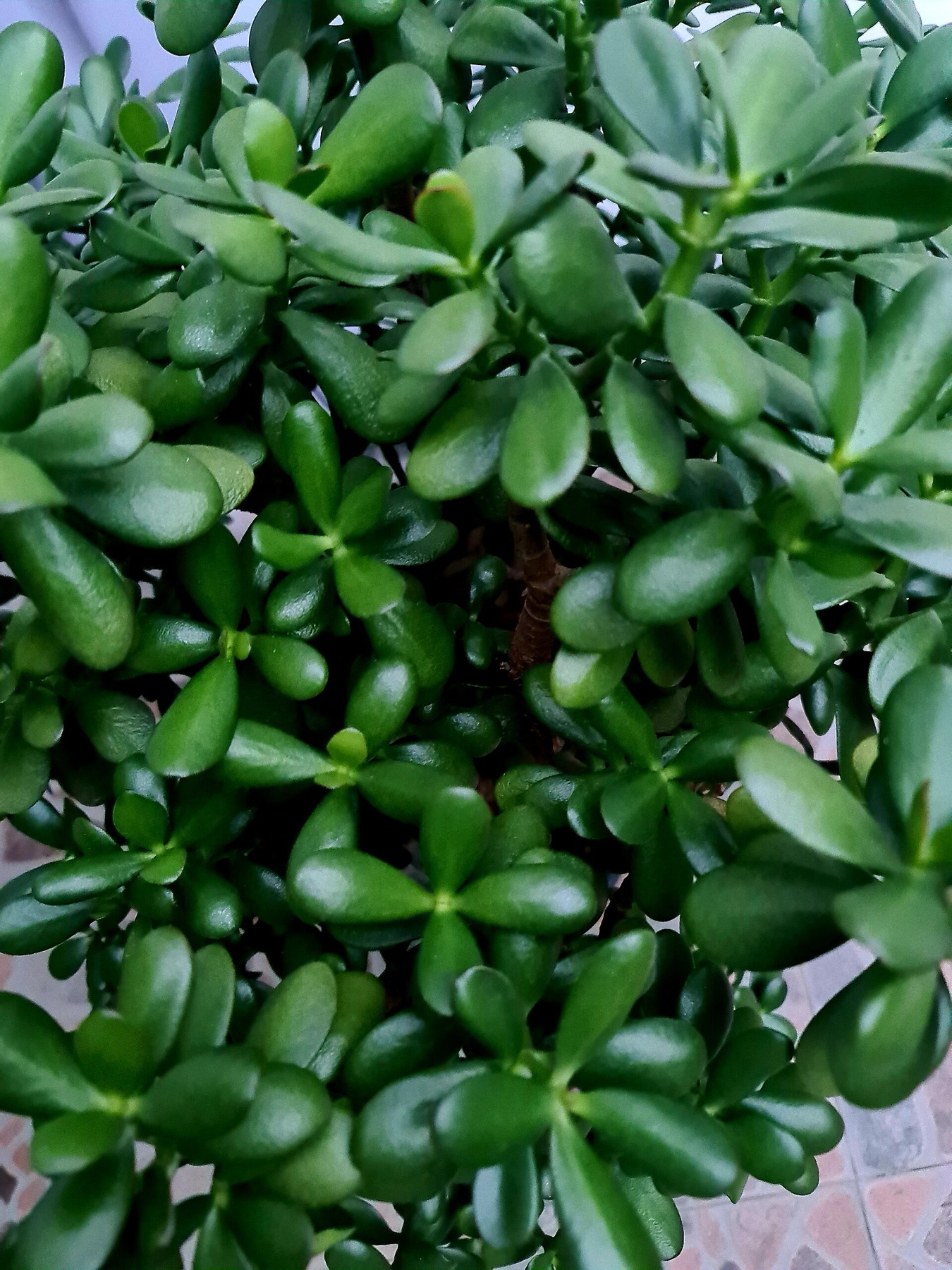Jade Plant — photo 6