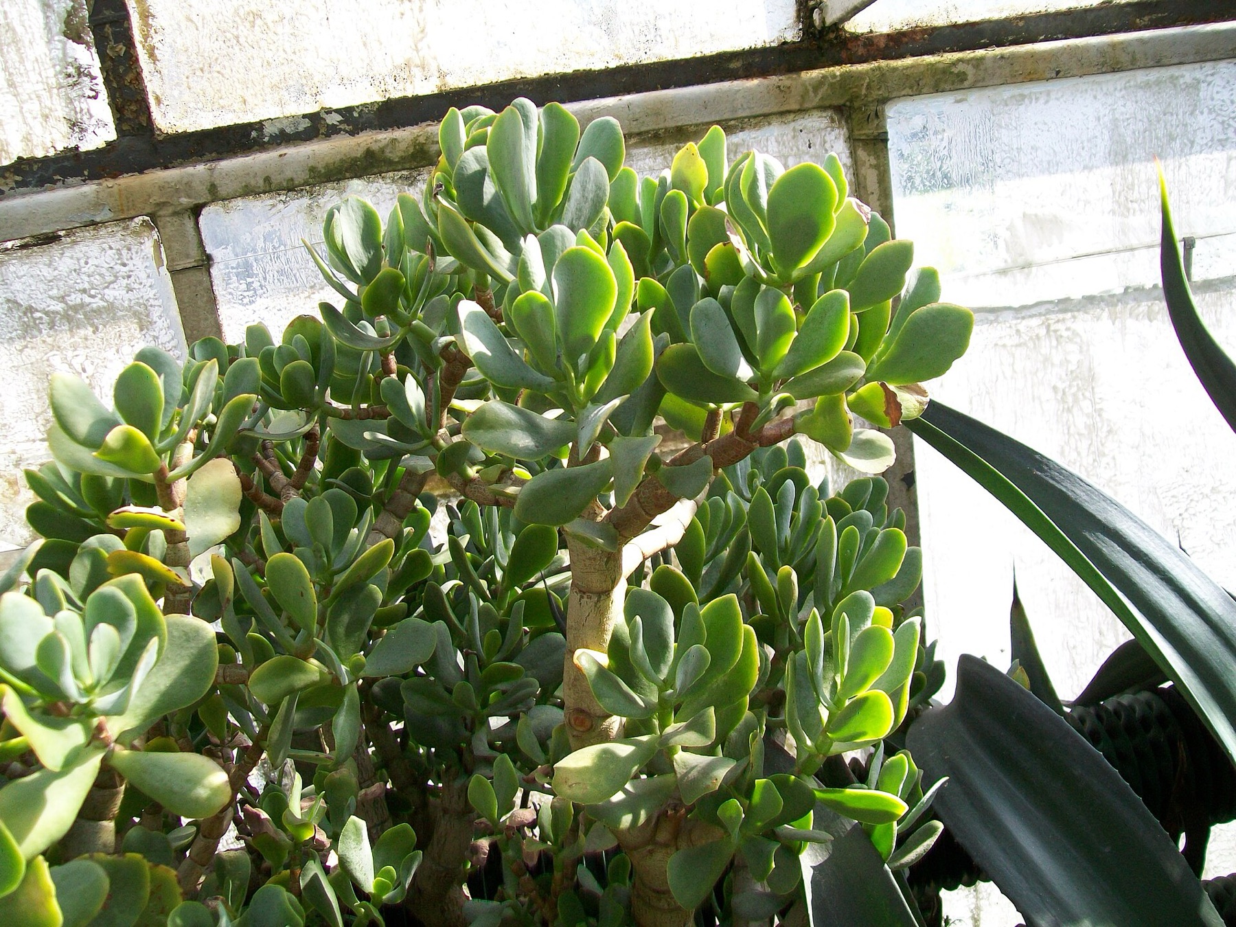 Jade Plant — photo 7