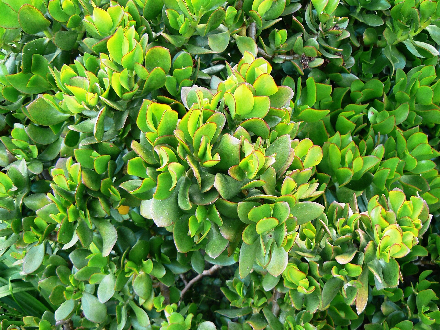 Jade Plant — photo 8