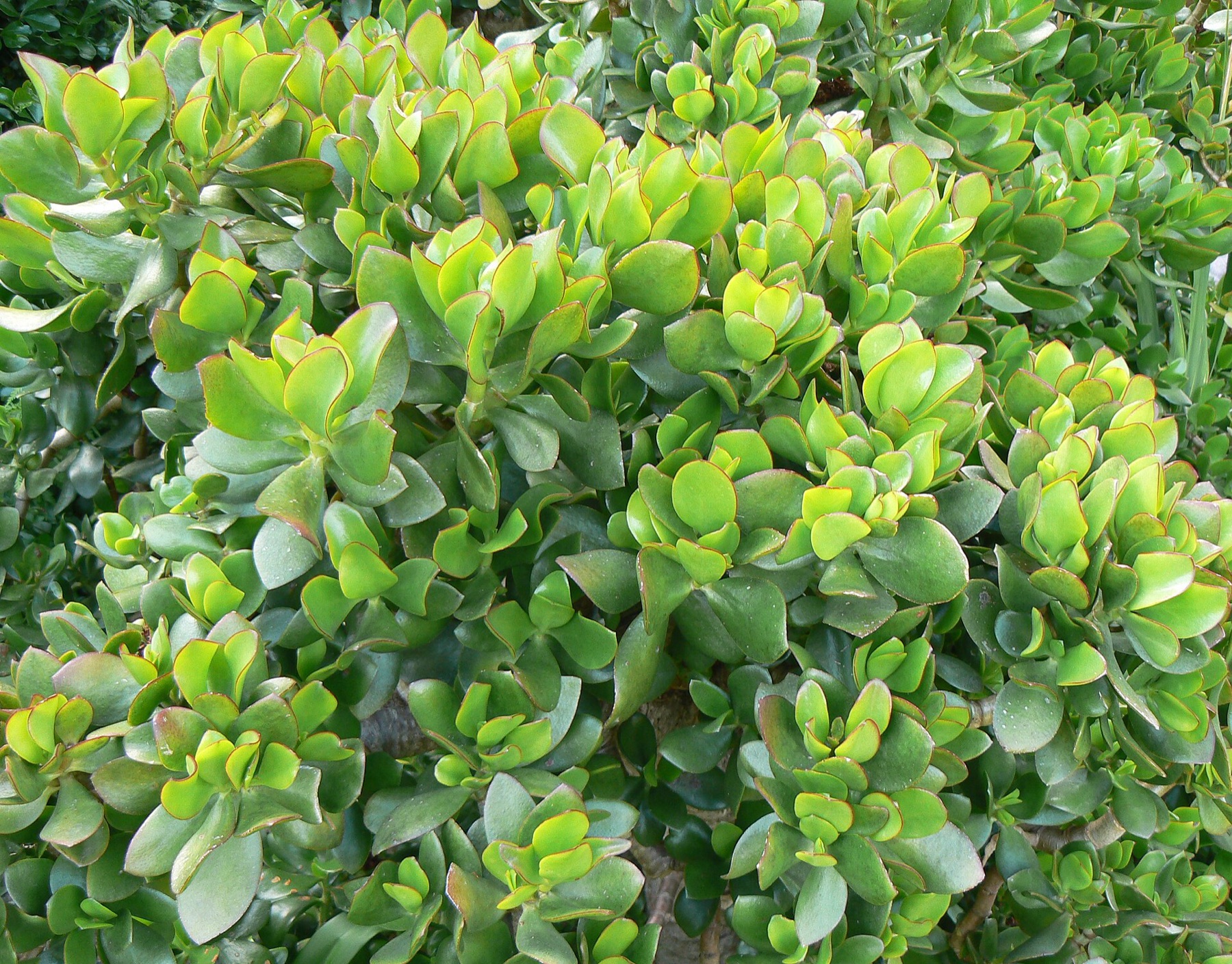 Jade Plant — photo 9