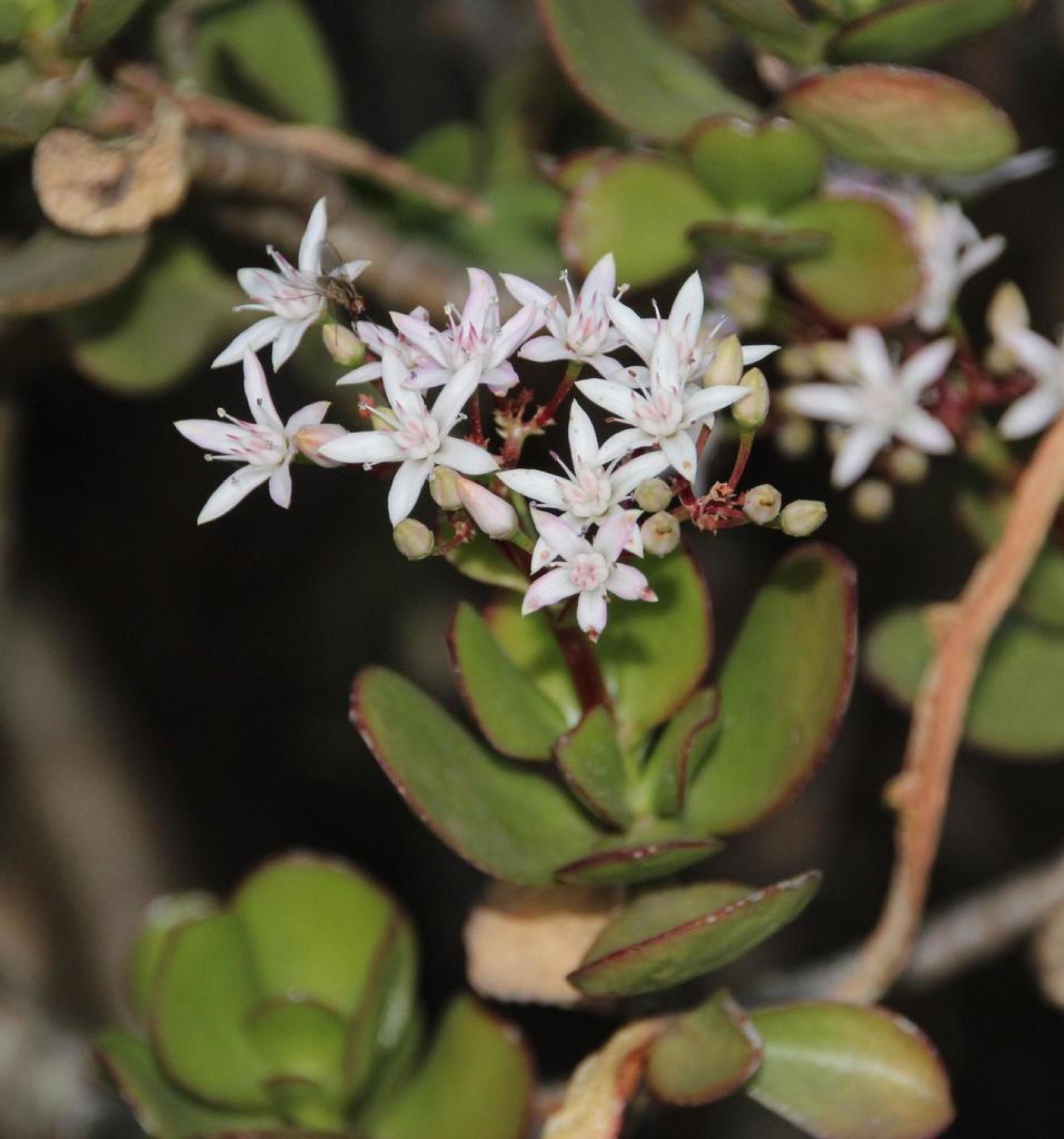 Jade Plant — photo 10