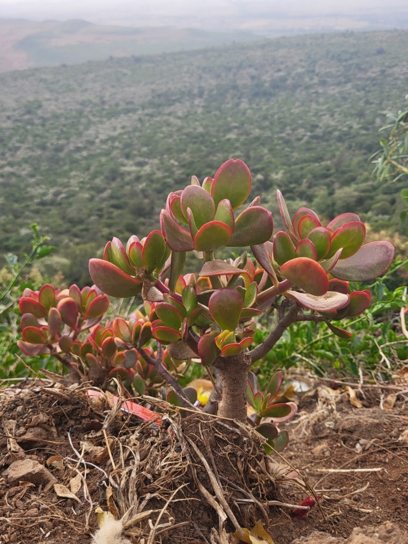 Jade Plant — photo 11
