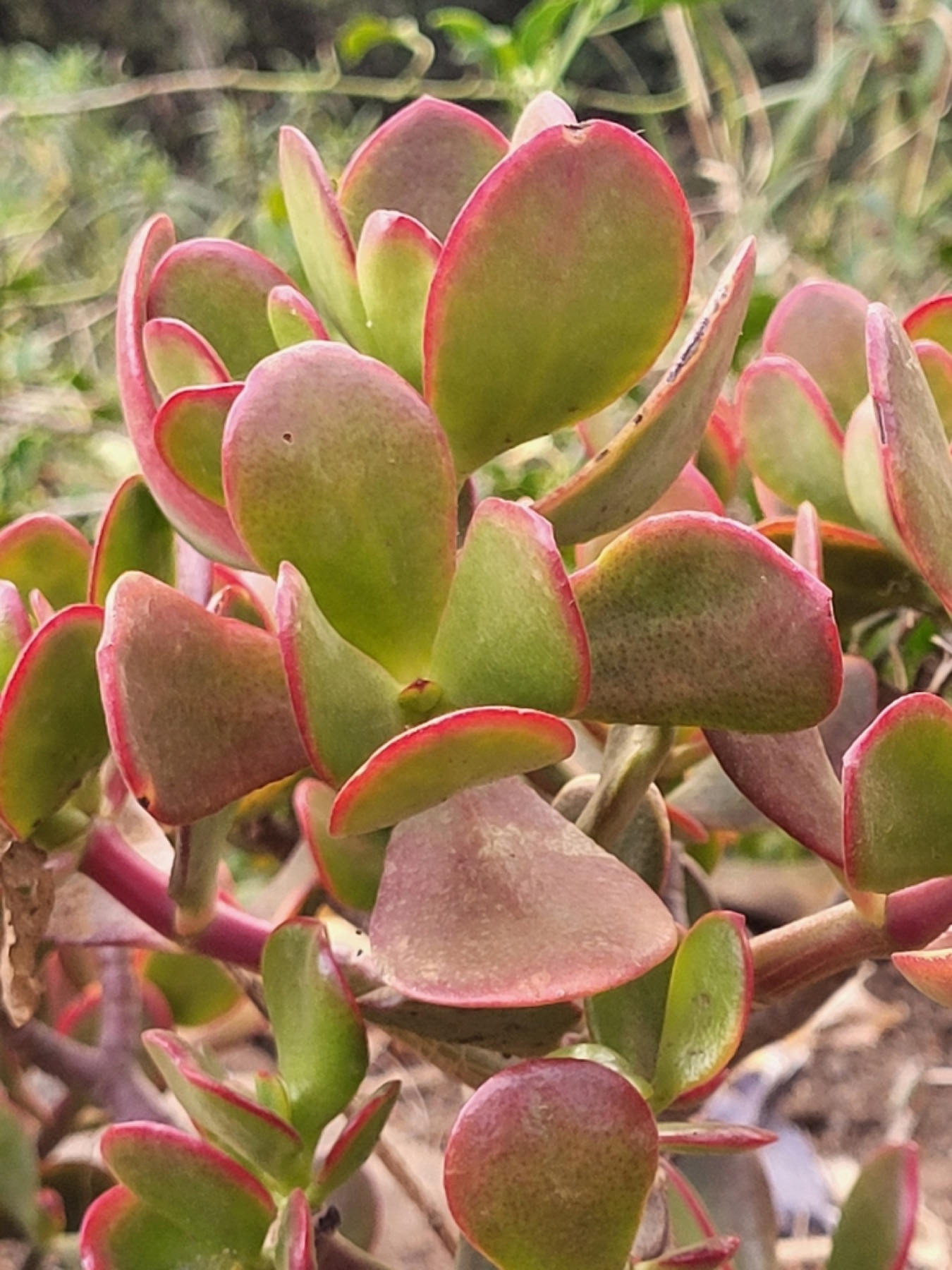 Jade Plant — photo 12