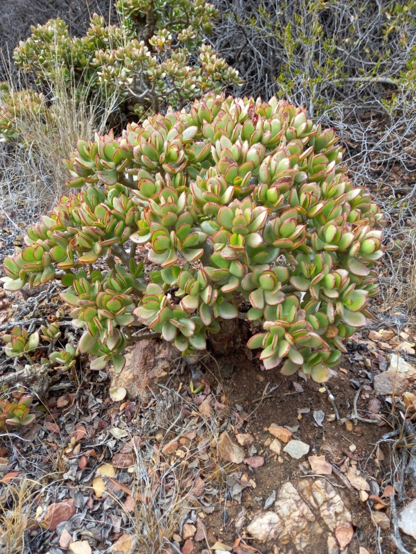 Jade Plant — photo 13