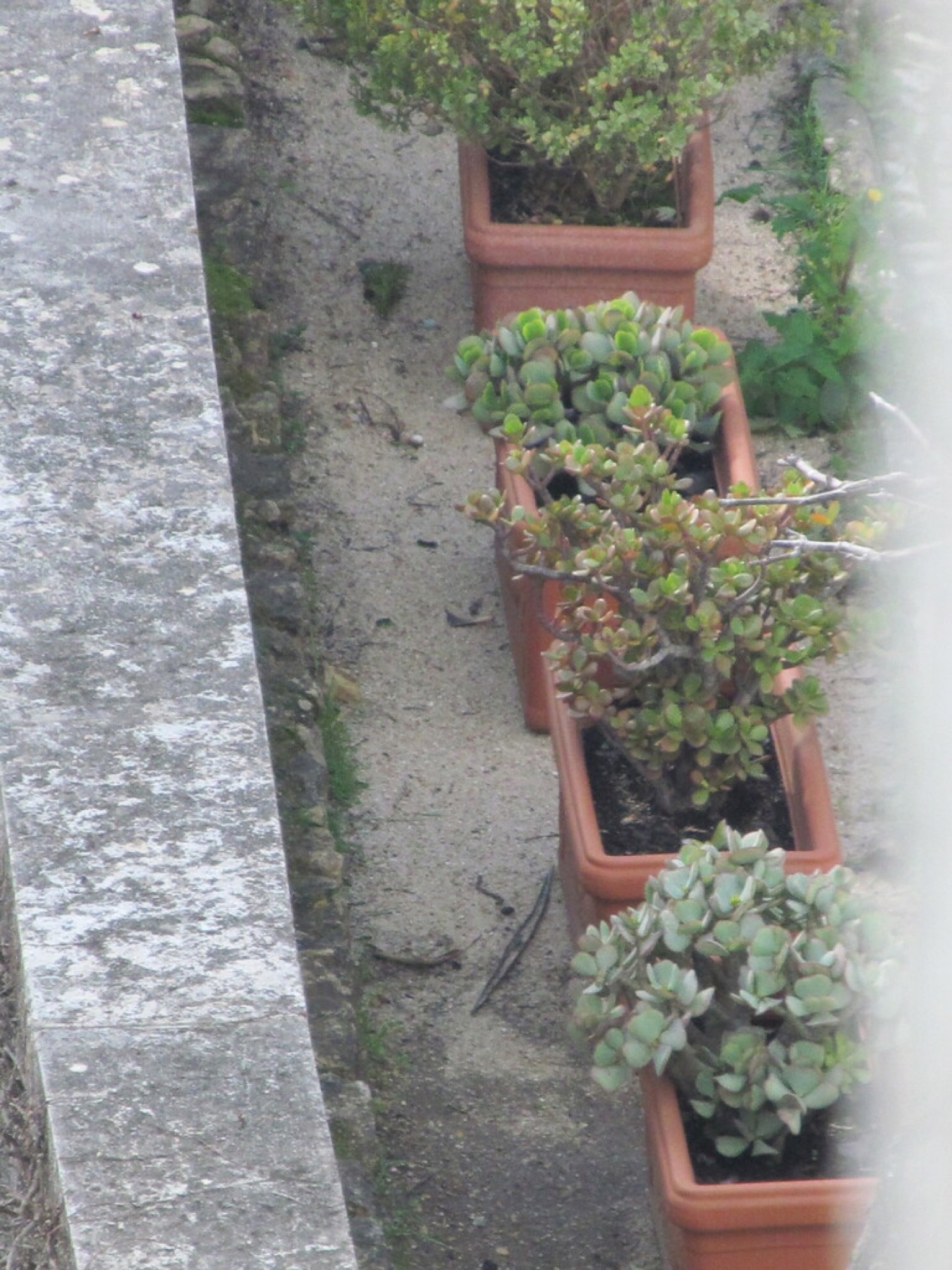 Jade Plant — photo 14