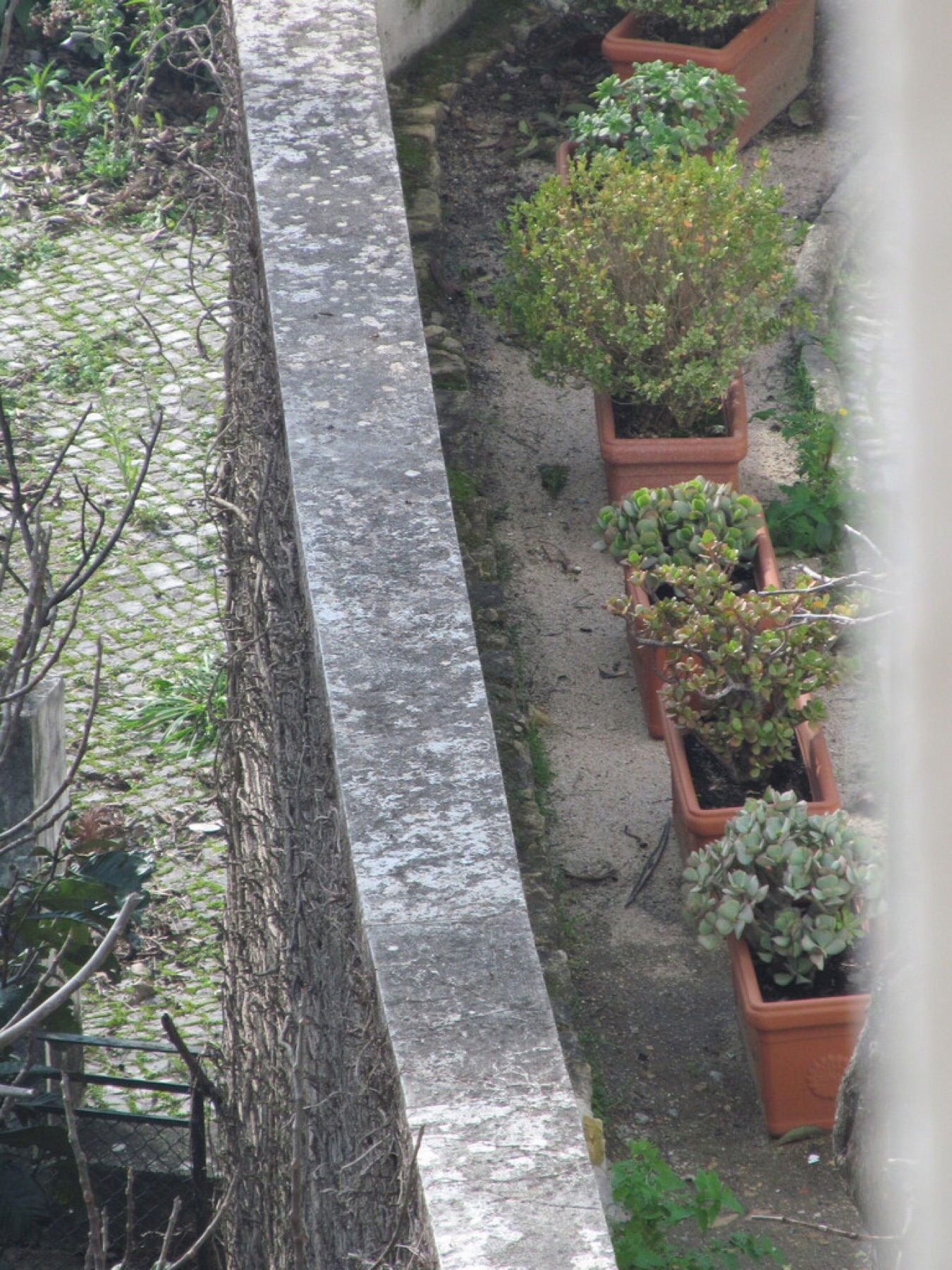Jade Plant — photo 15