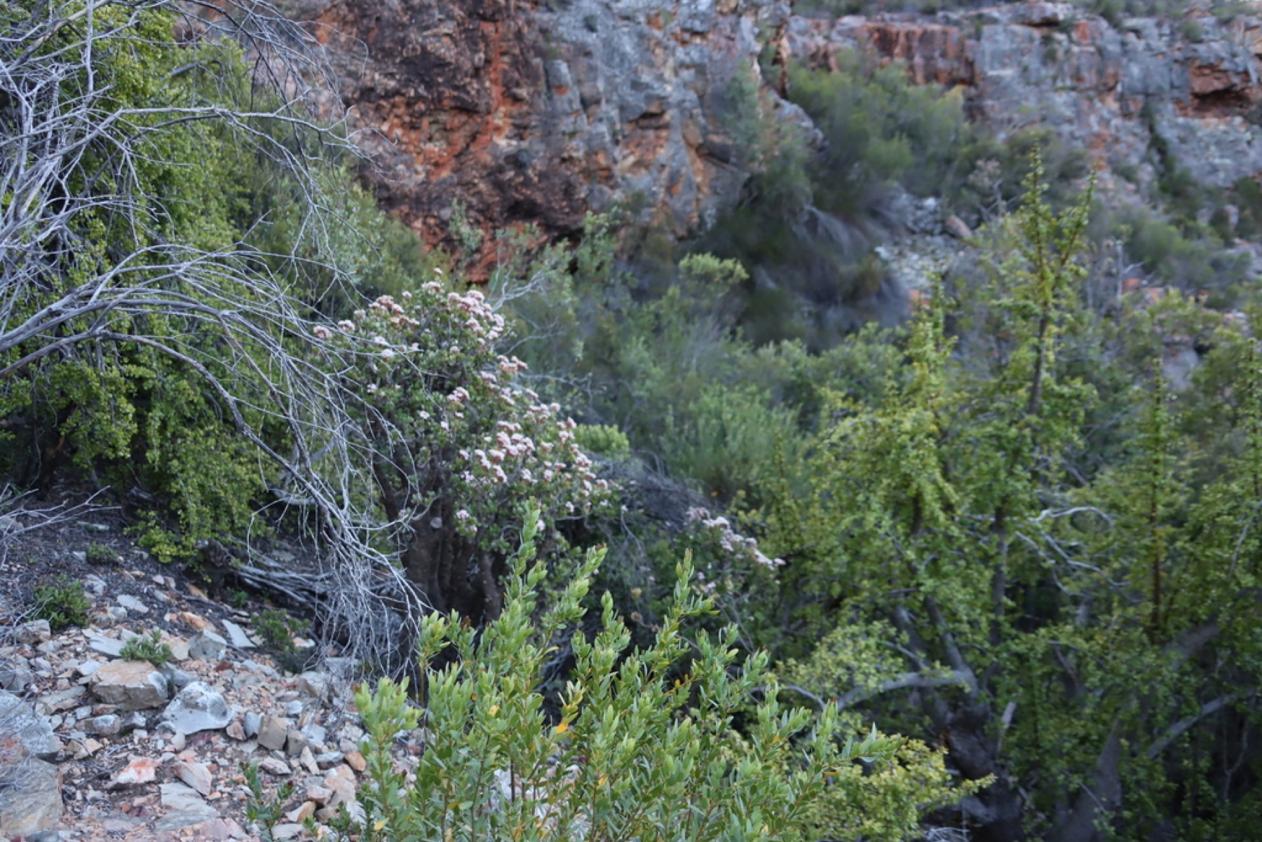 Jade Plant — photo 16