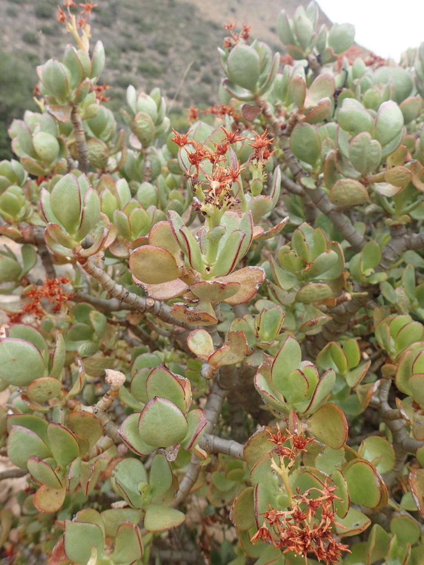 Jade Plant — photo 17