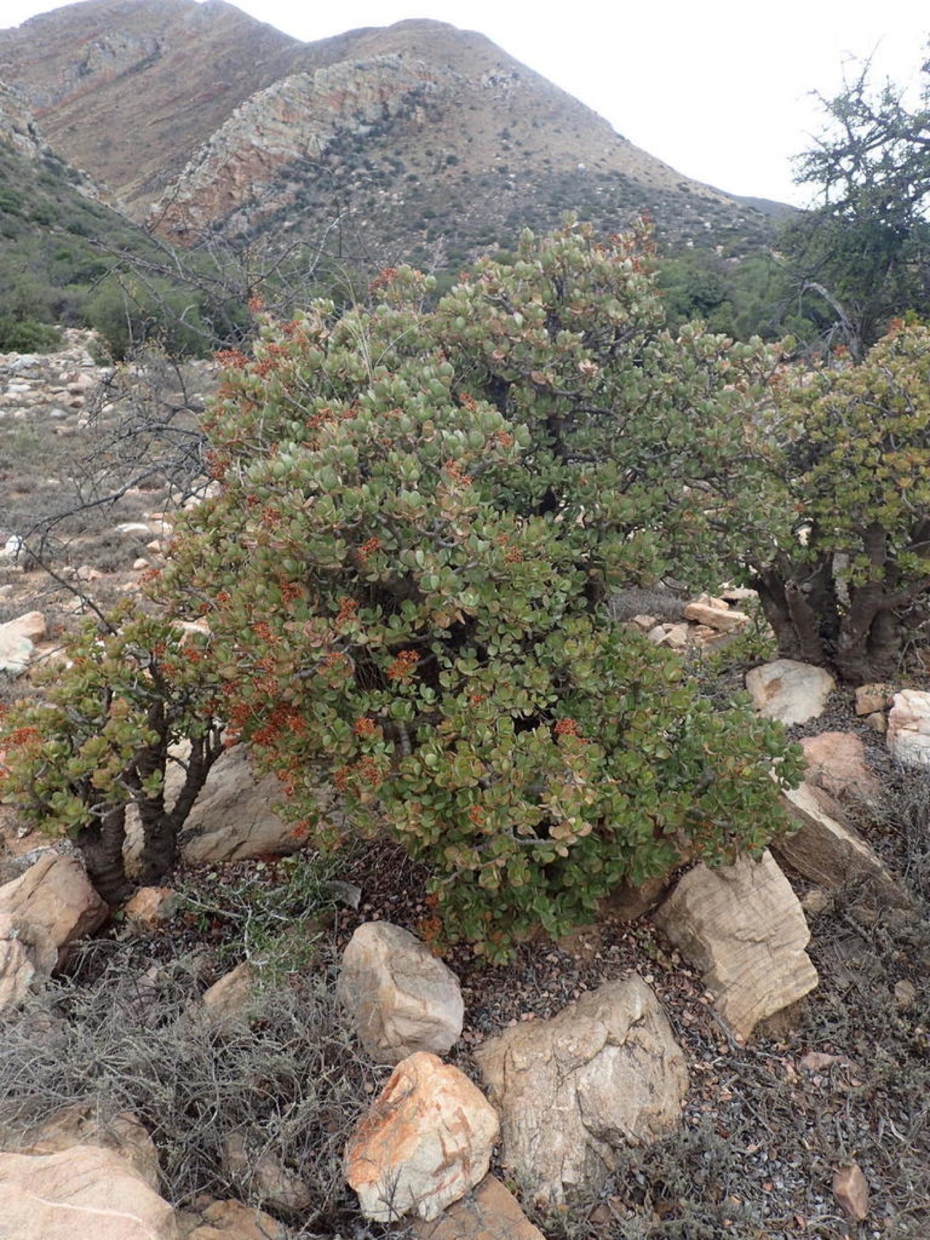 Jade Plant — photo 18