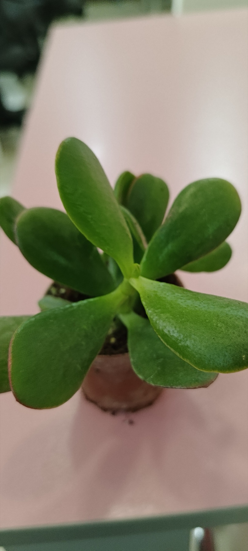 Jade Plant — photo 19