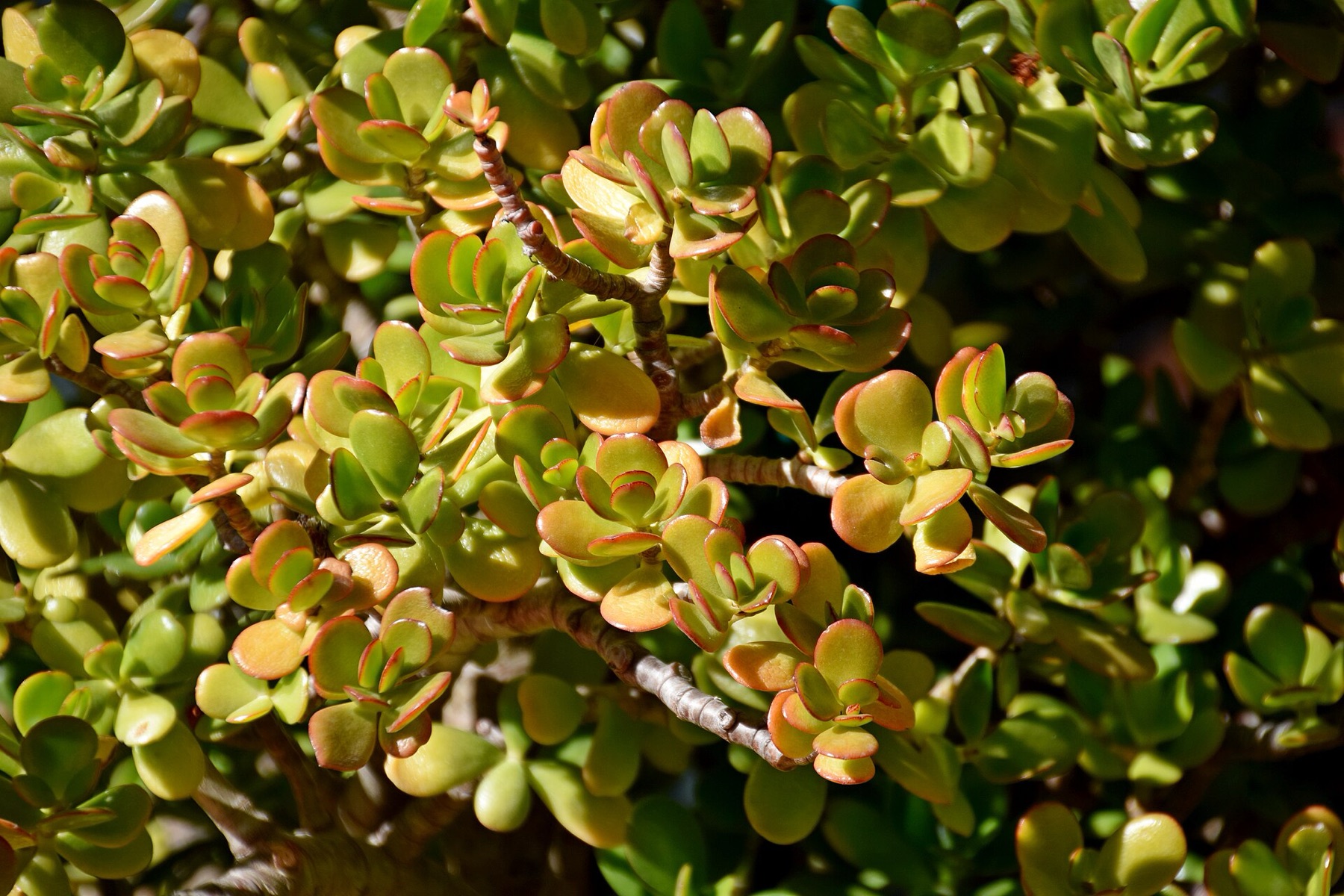 Jade Plant — photo 20