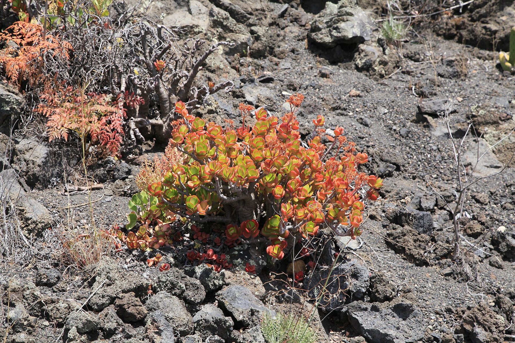 Jade Plant — photo 21