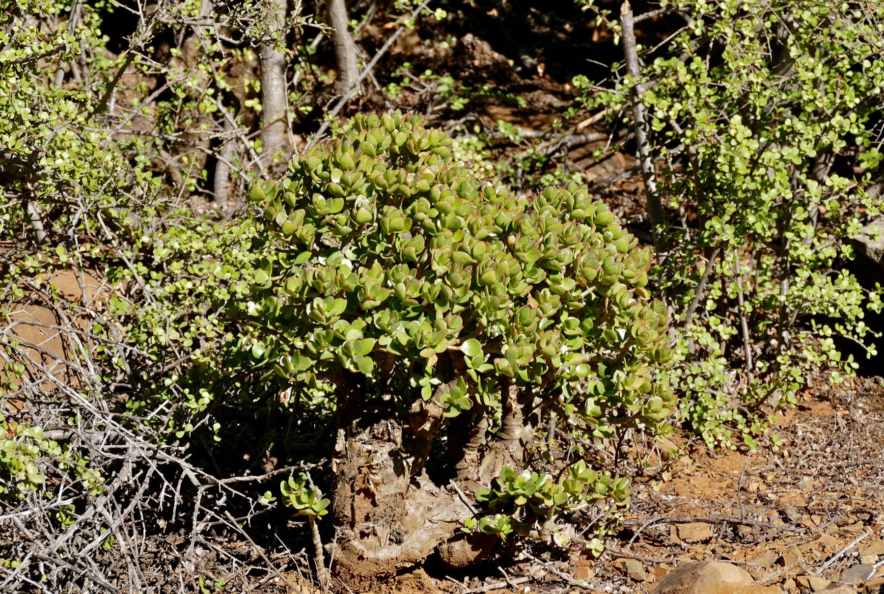 Jade Plant — photo 22
